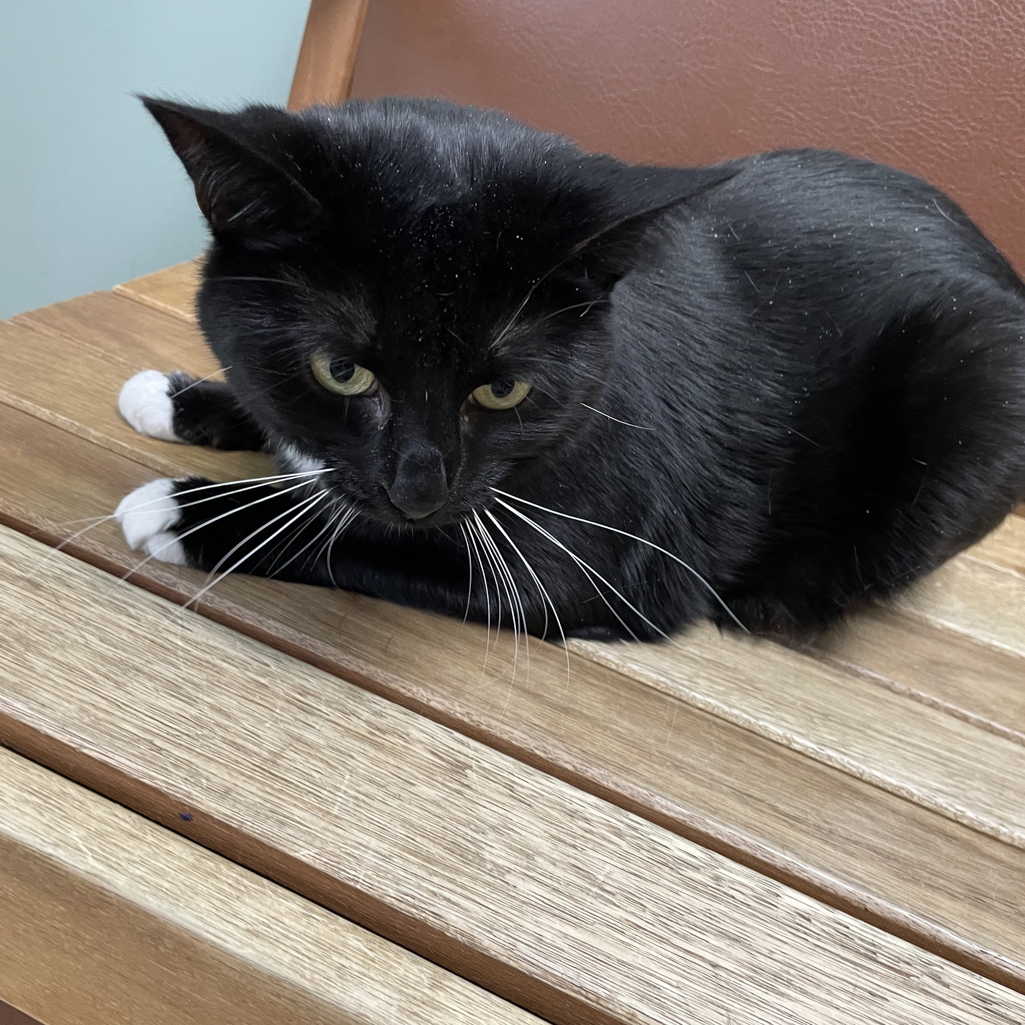 McCordsville Veterinary Hospital McCordsville