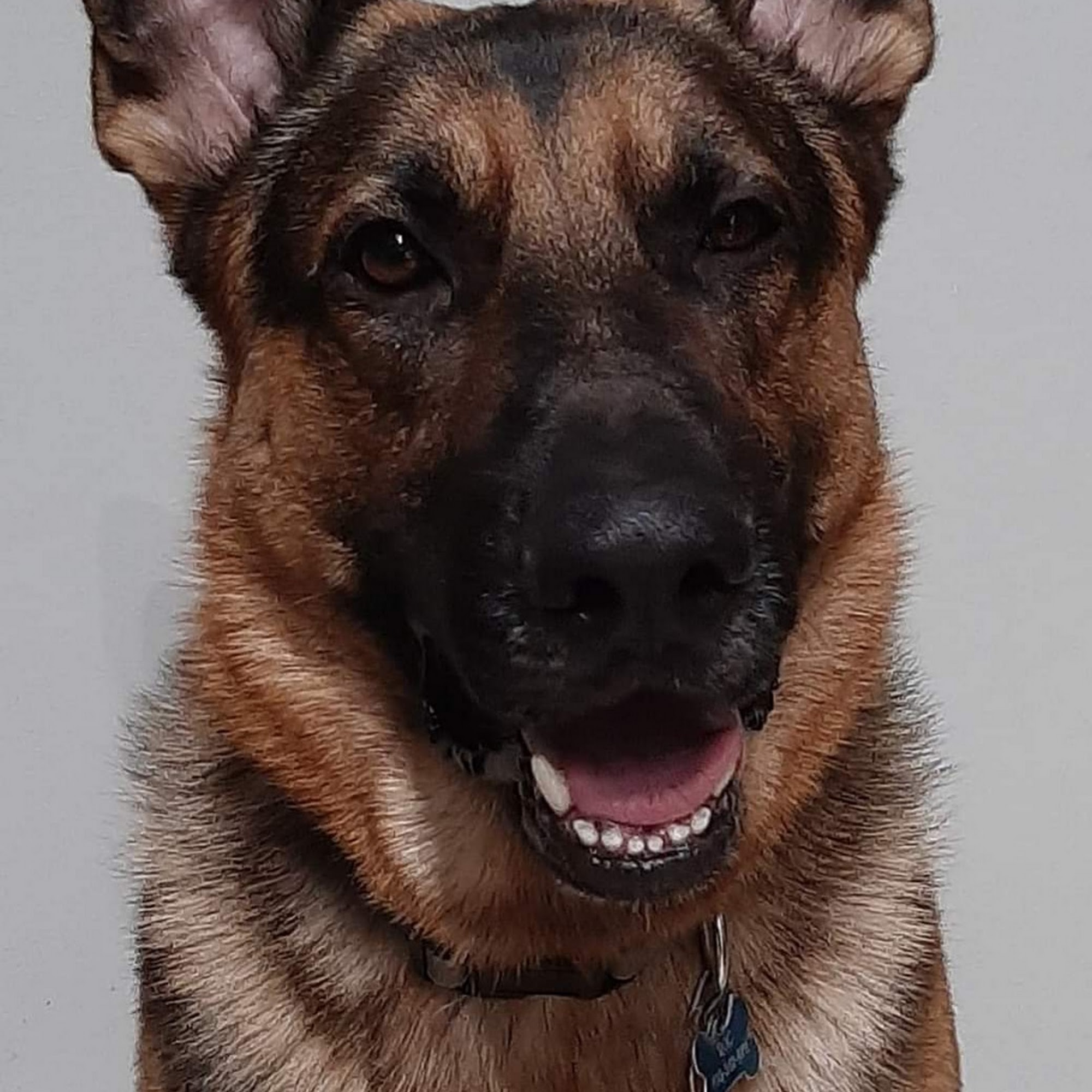 Broadway Pet Hospital Merrillville