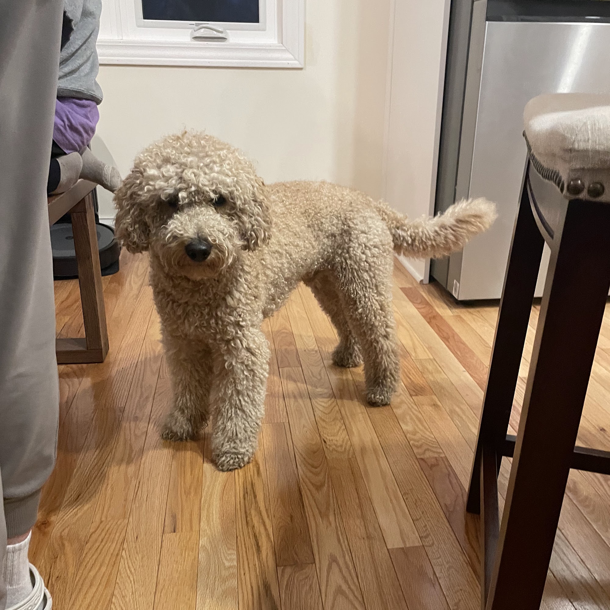 Just-4-Dogs Merrillville