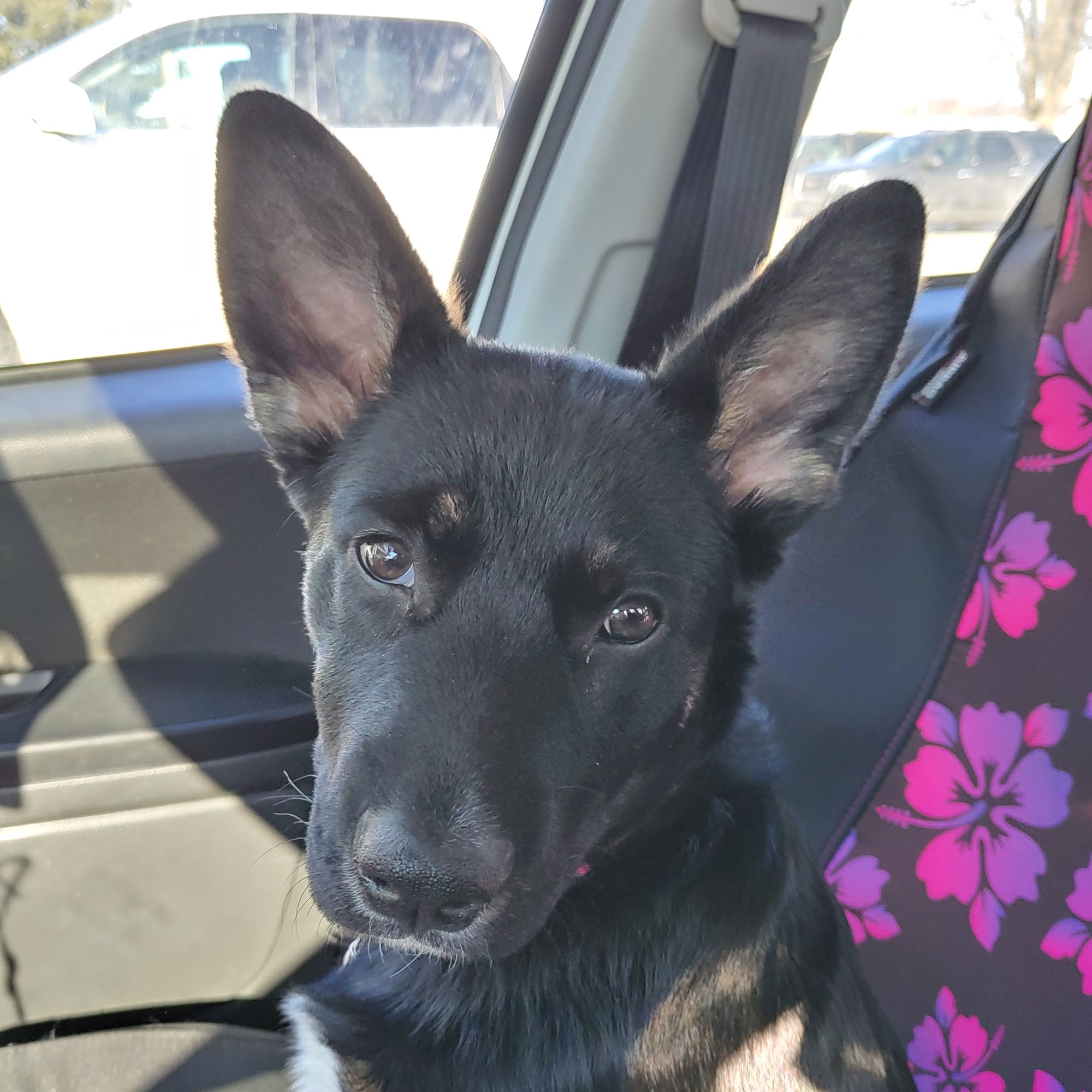 Milford Animal Clinic Inc Milford