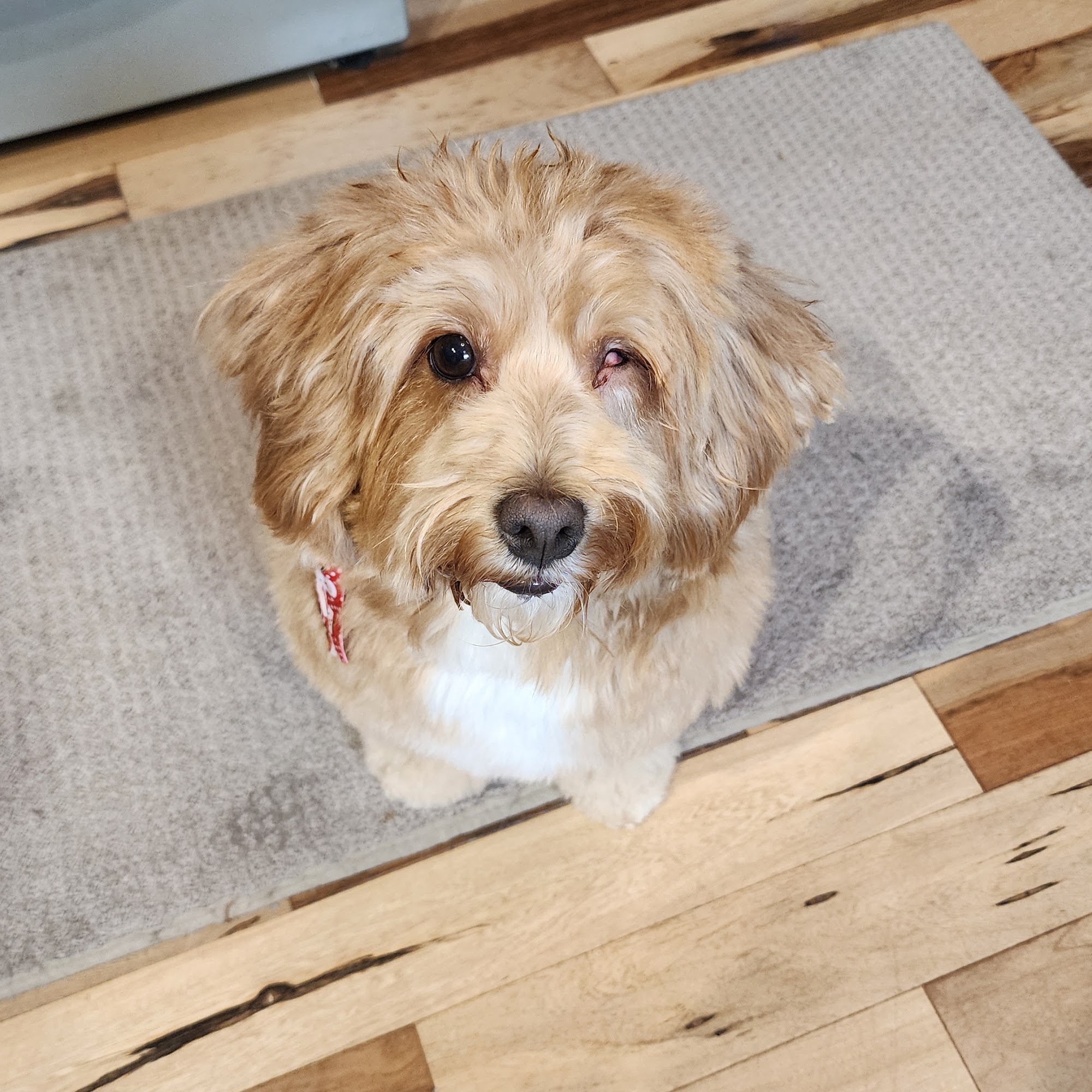 Sue's Small Stuff Dog Grooming, Inc. Mishawaka