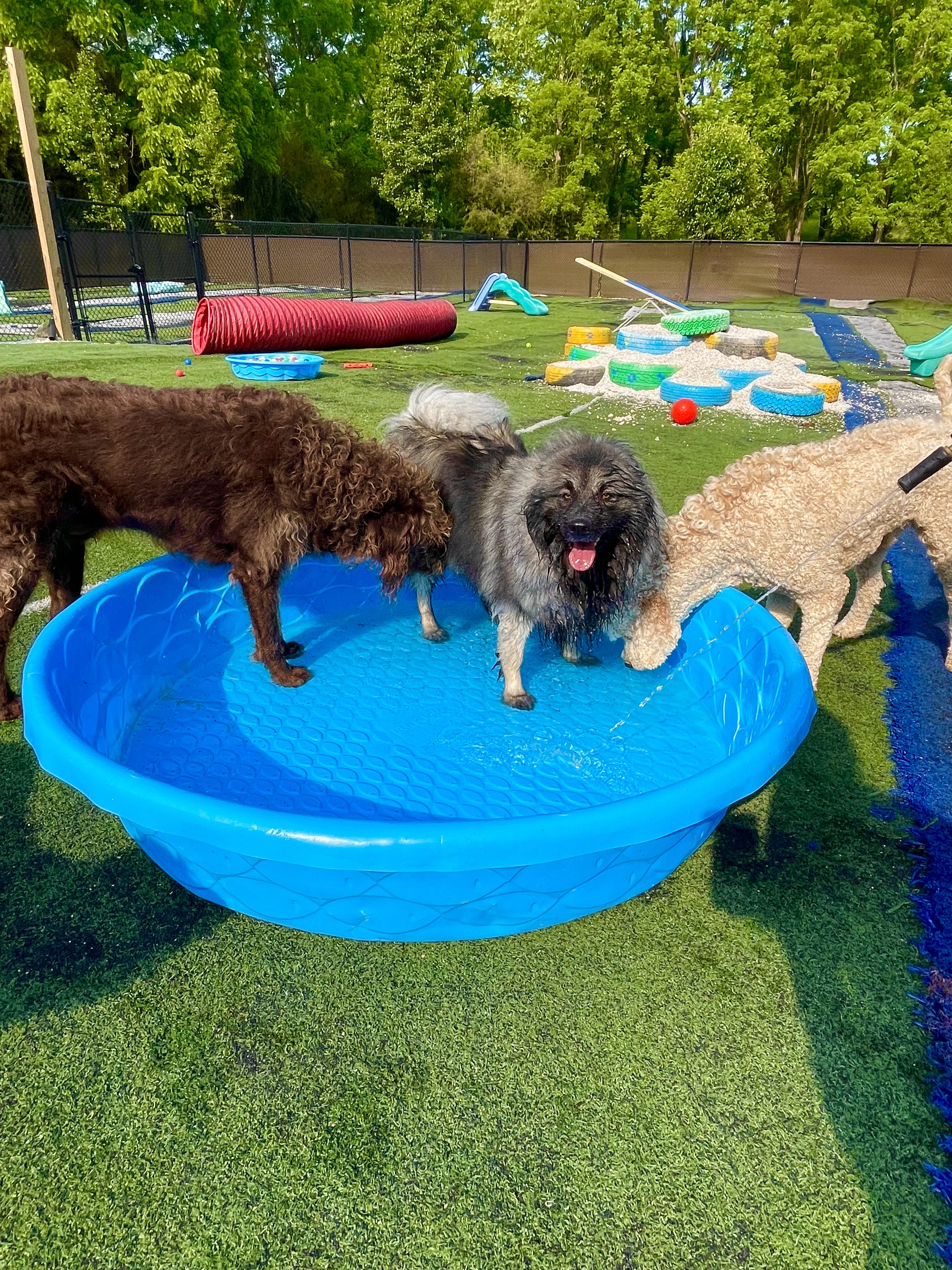 Hillside Boarding and Kennel Mitchell