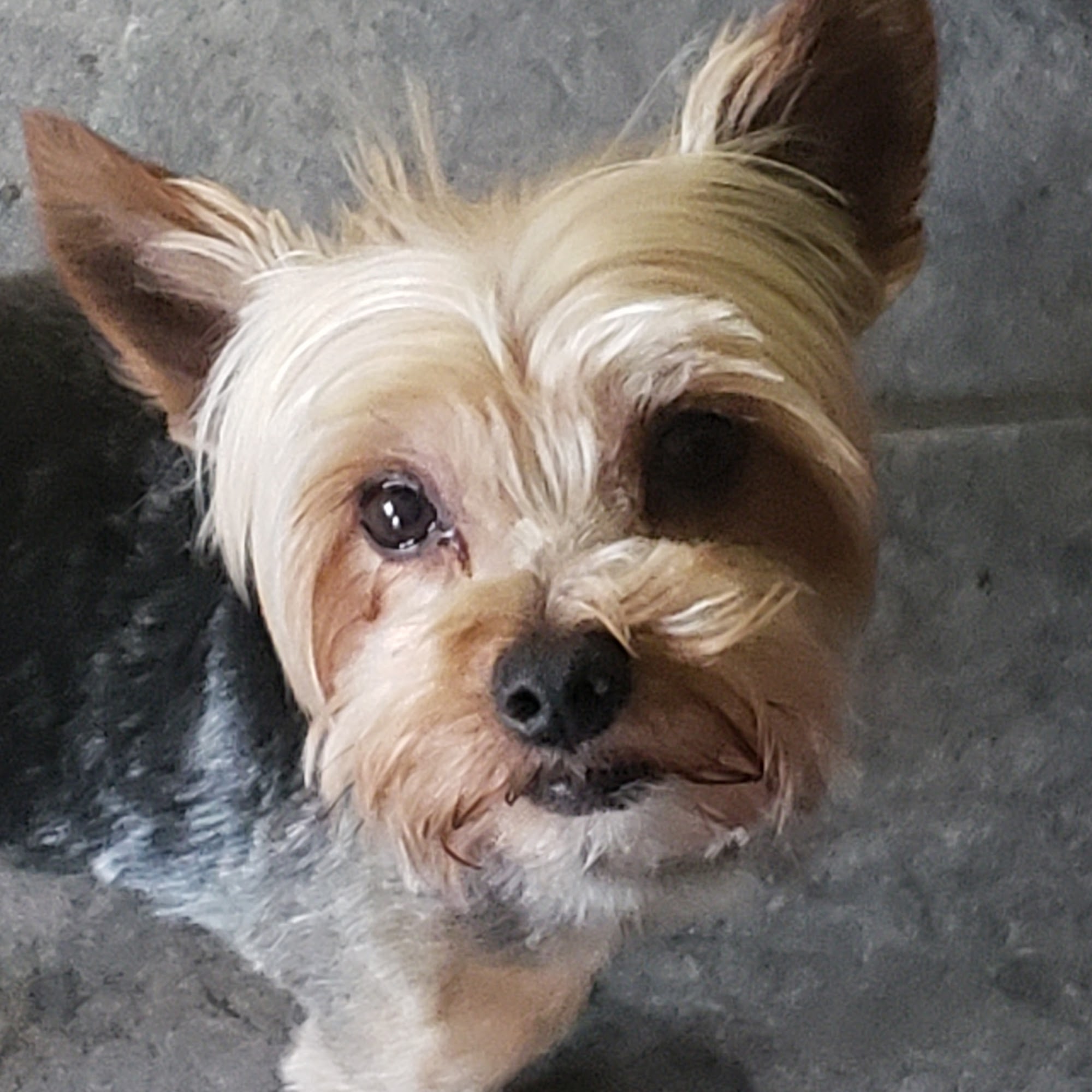 Hawthorne Animal Clinic Mount Vernon