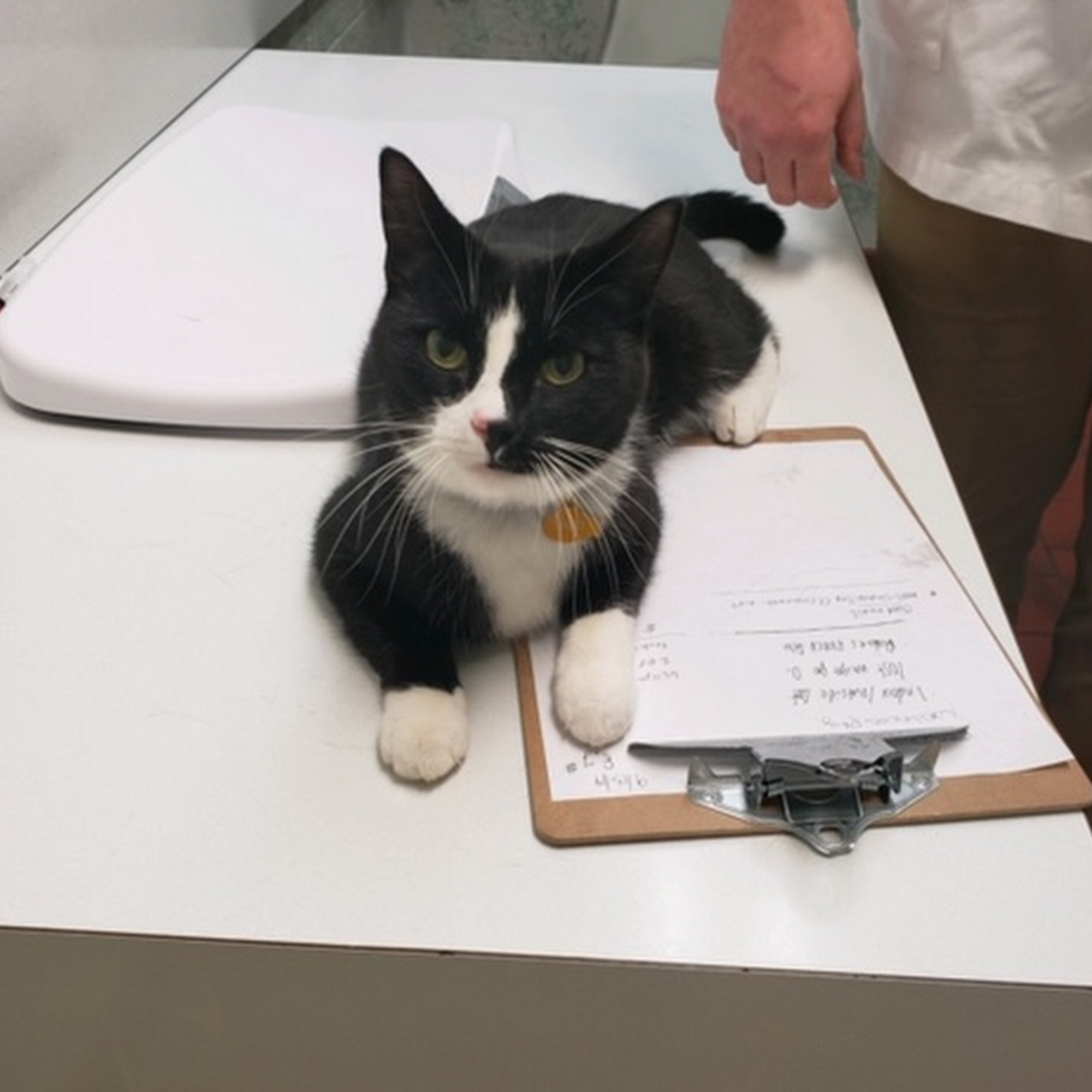 Maplewood Animal Hospital Muncie