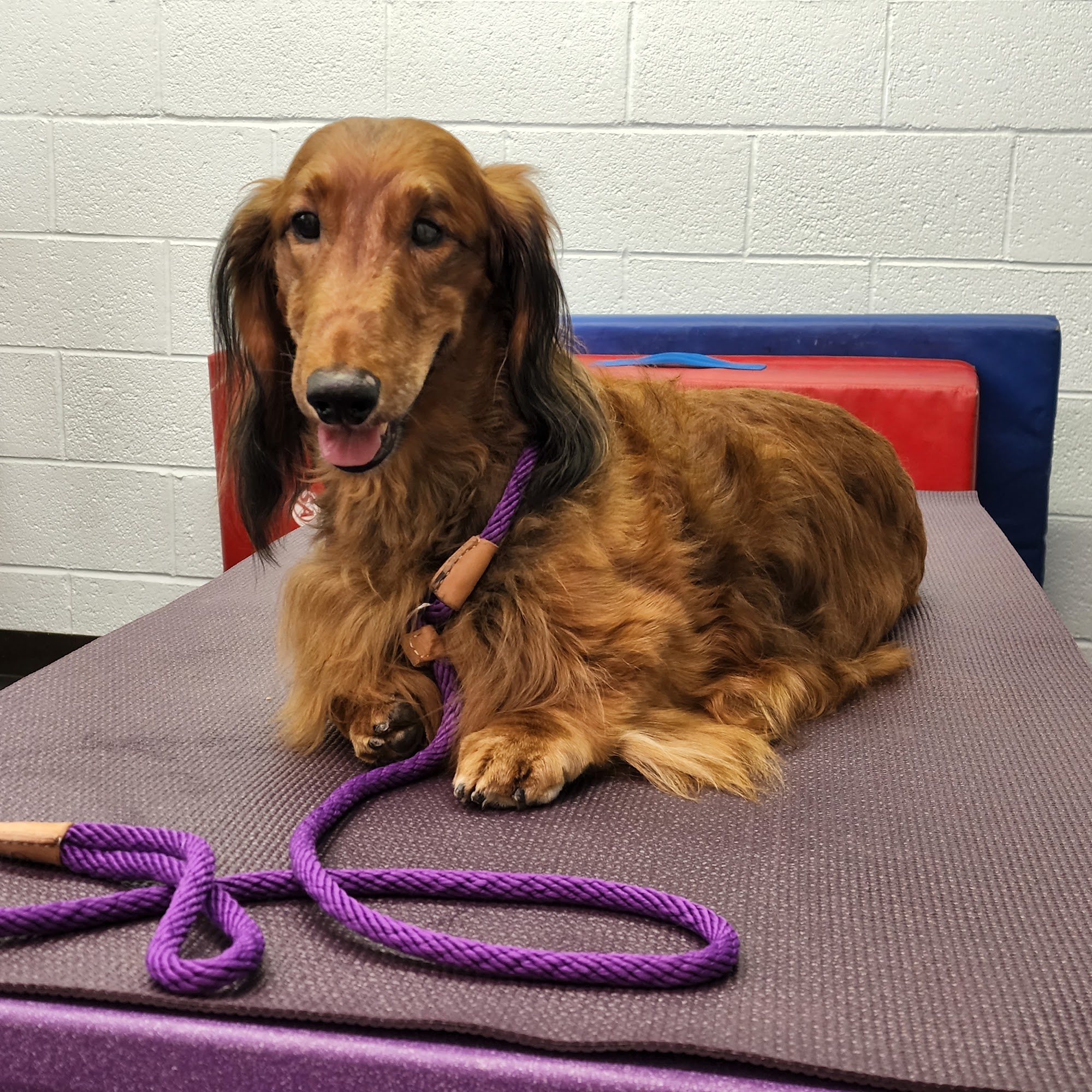 Westview Animal Clinic Muncie