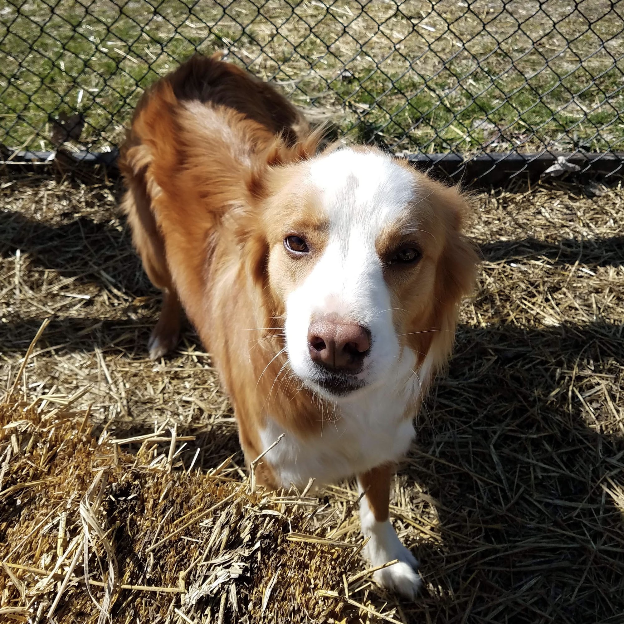 Wagglebottoms Muncie