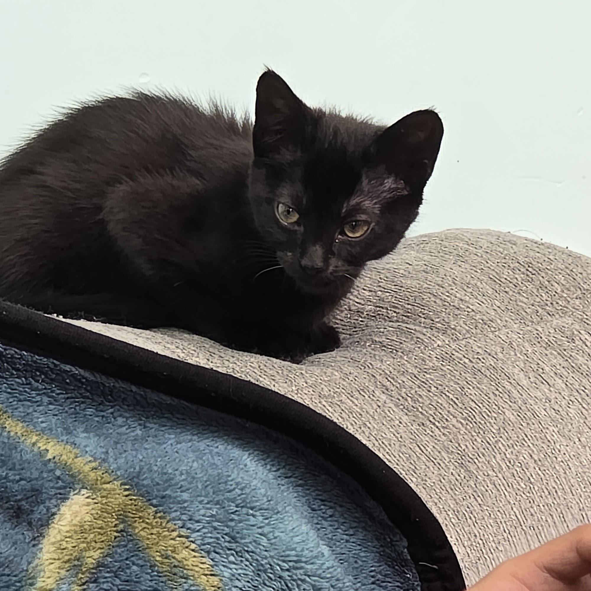 Humane Indiana Munster