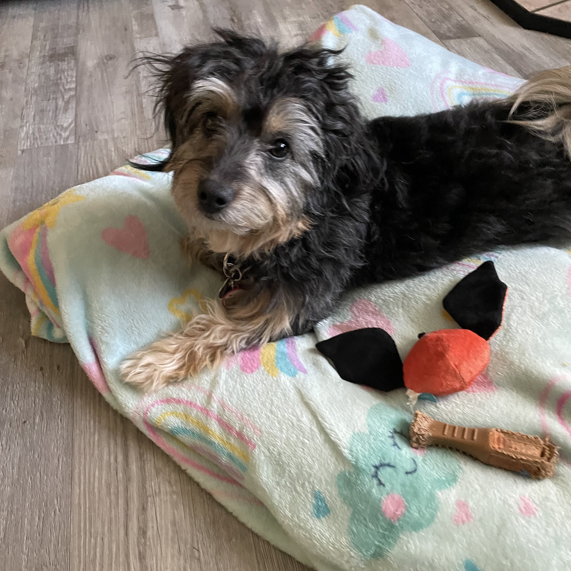 Nappanee Veterinary Hospital Nappanee