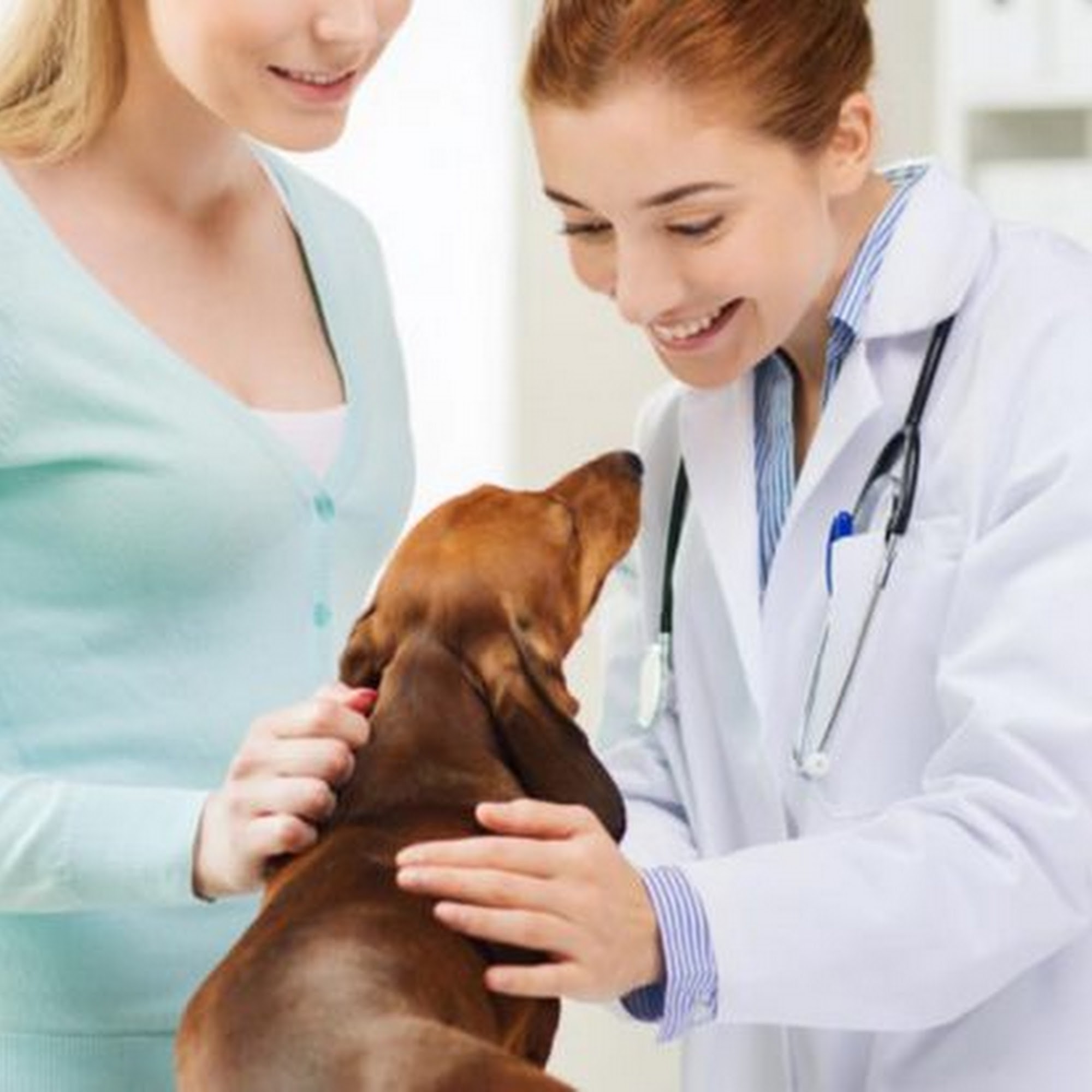 Bean Blossom Animal Clinic Nashville