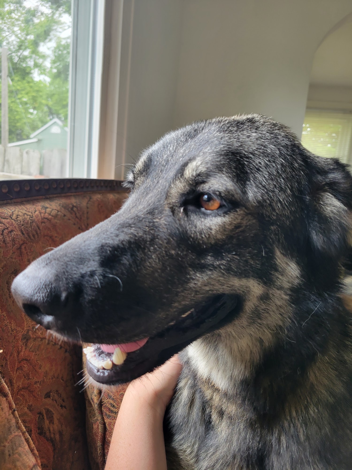 Brown County Humane Society Nashville