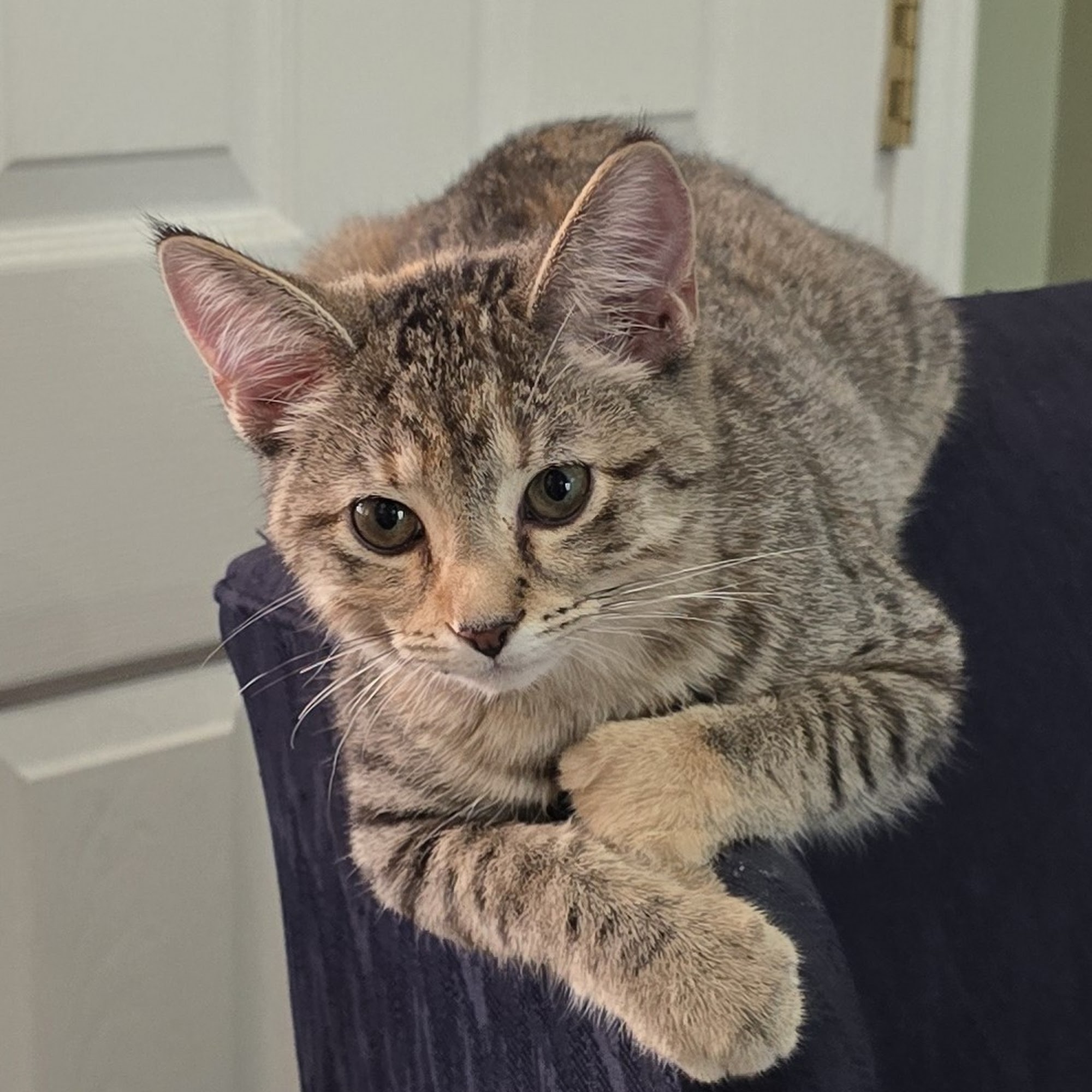 Latimer Animal Hospital, LLC New Albany