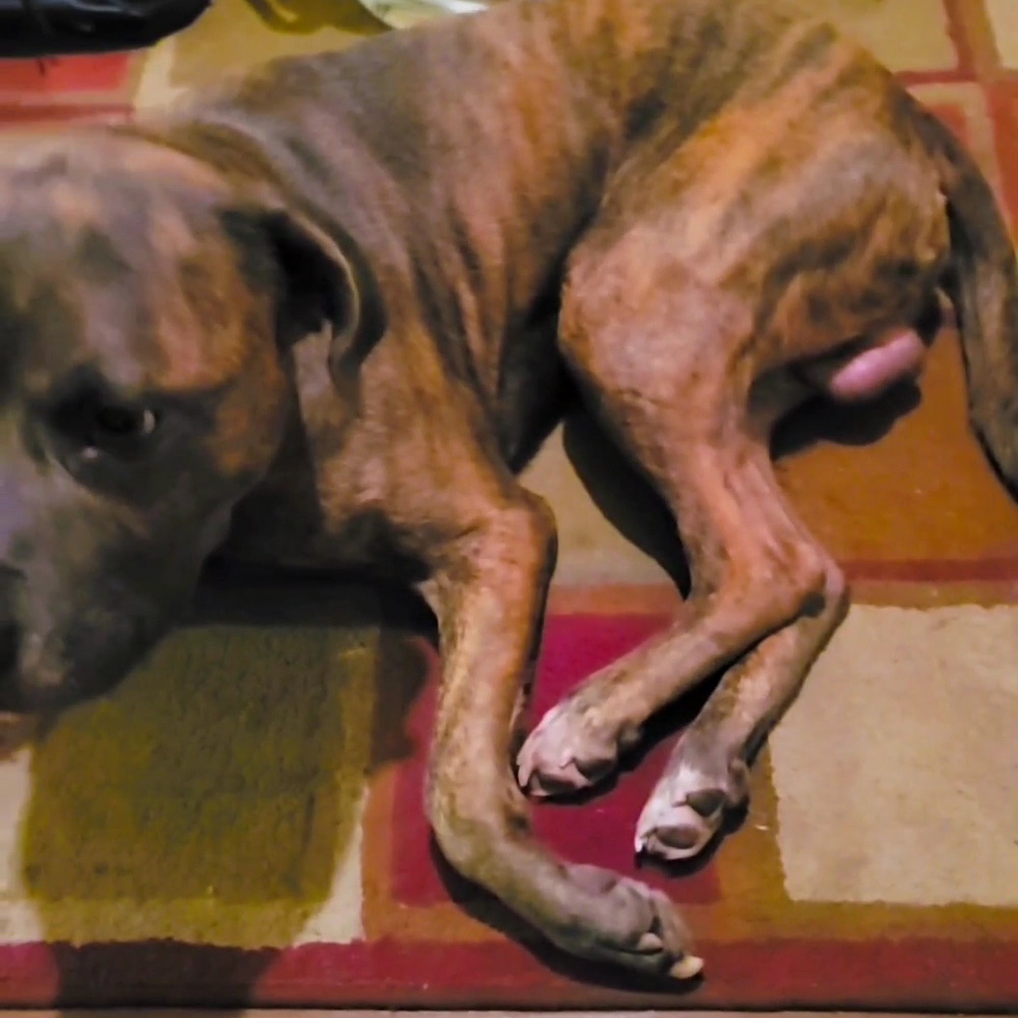 Country Acre Animal Clinic Inc New Castle