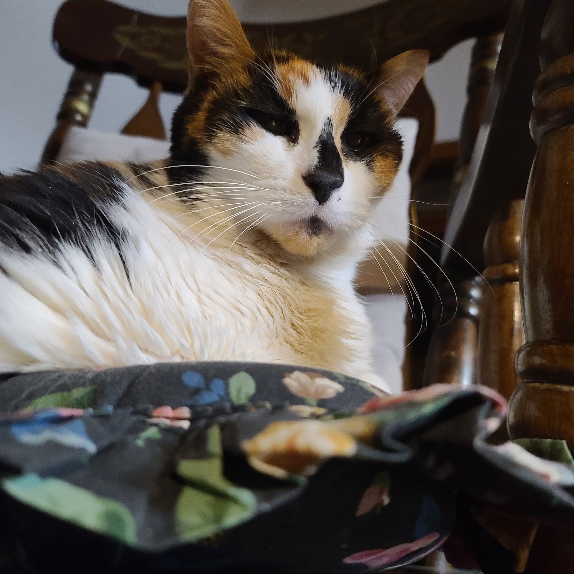 New Castle Animal Hospital New Castle