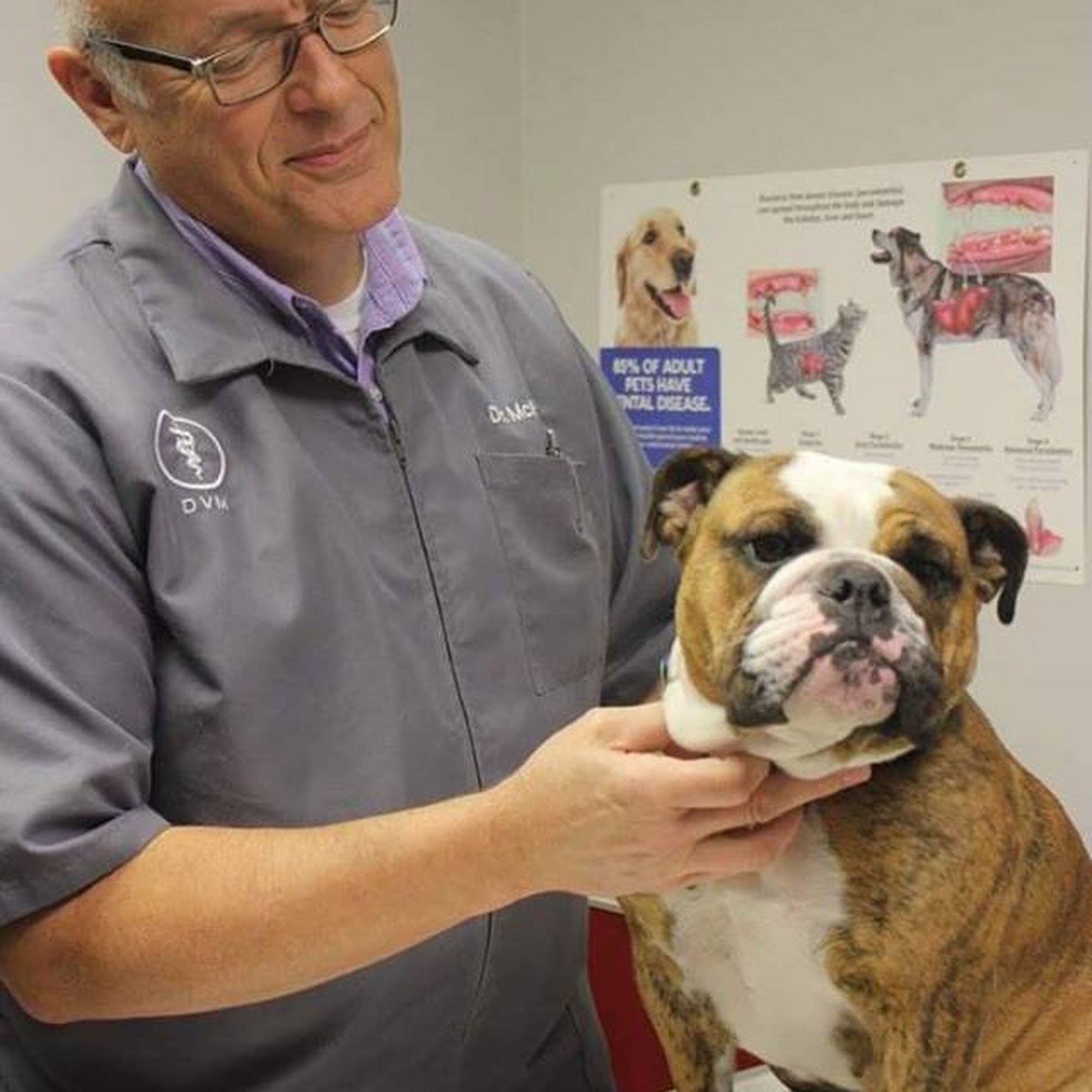 New Haven Pet Hospital New Haven