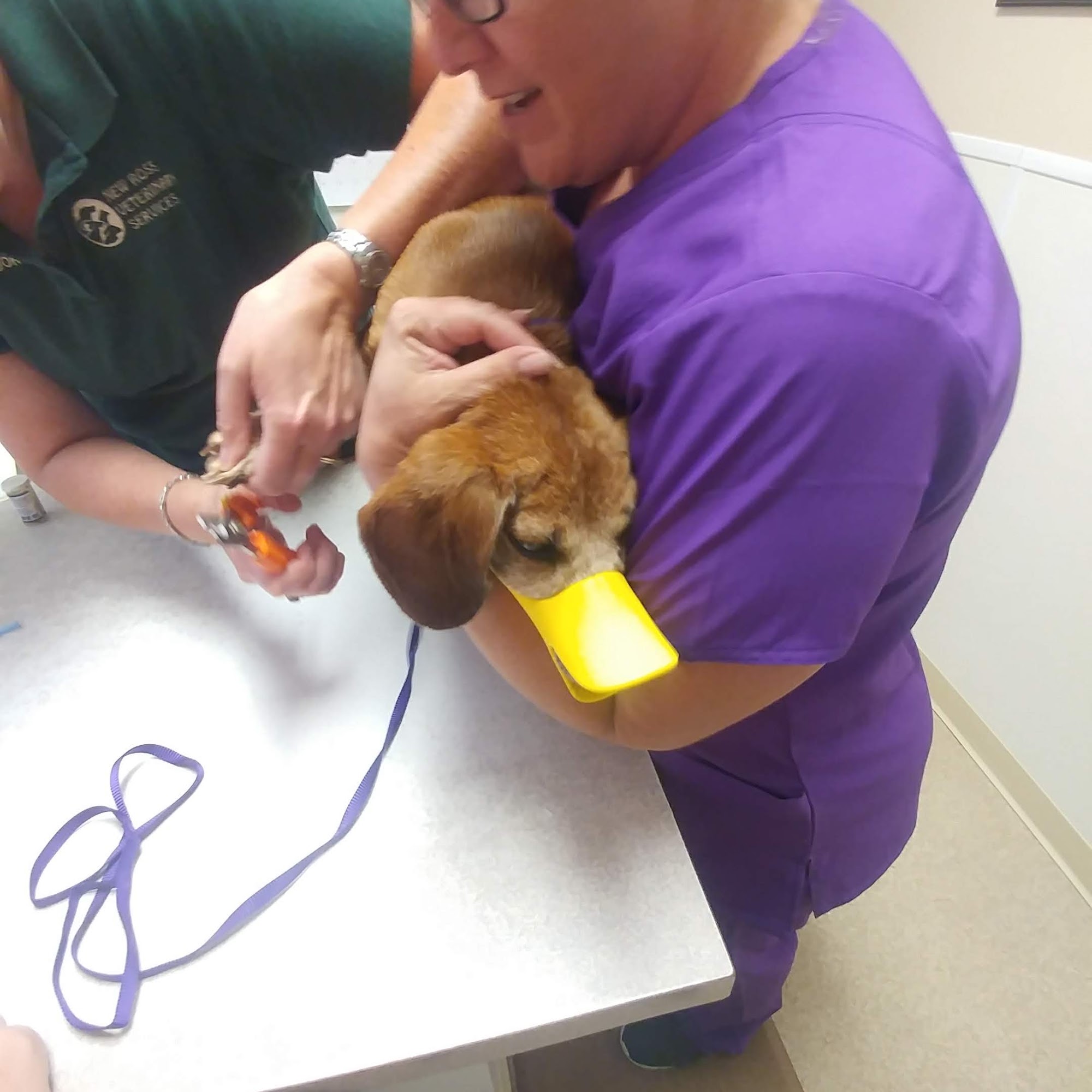 New Ross Veterinary Services New Ross