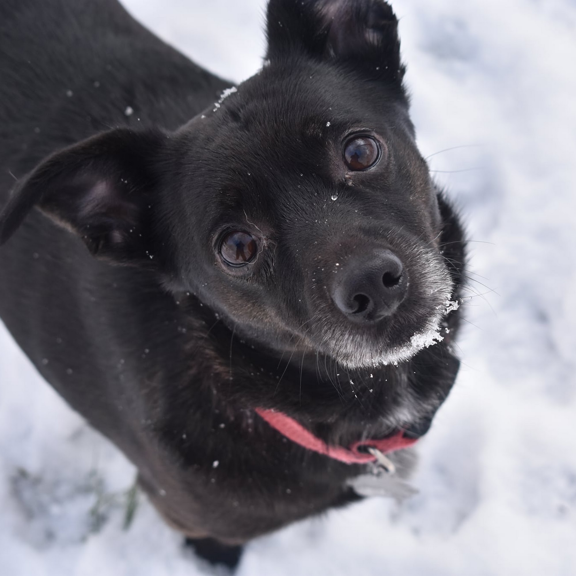 Smith Animal Clinic New Salisbury