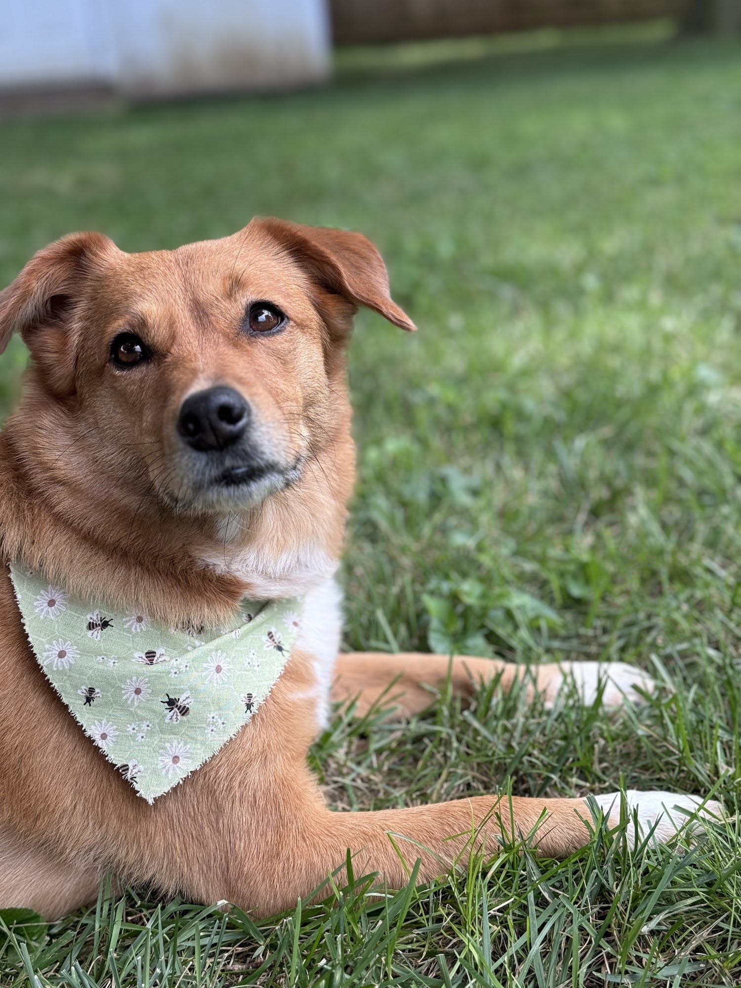 VCA Parkdale Animal Hospital Newburgh