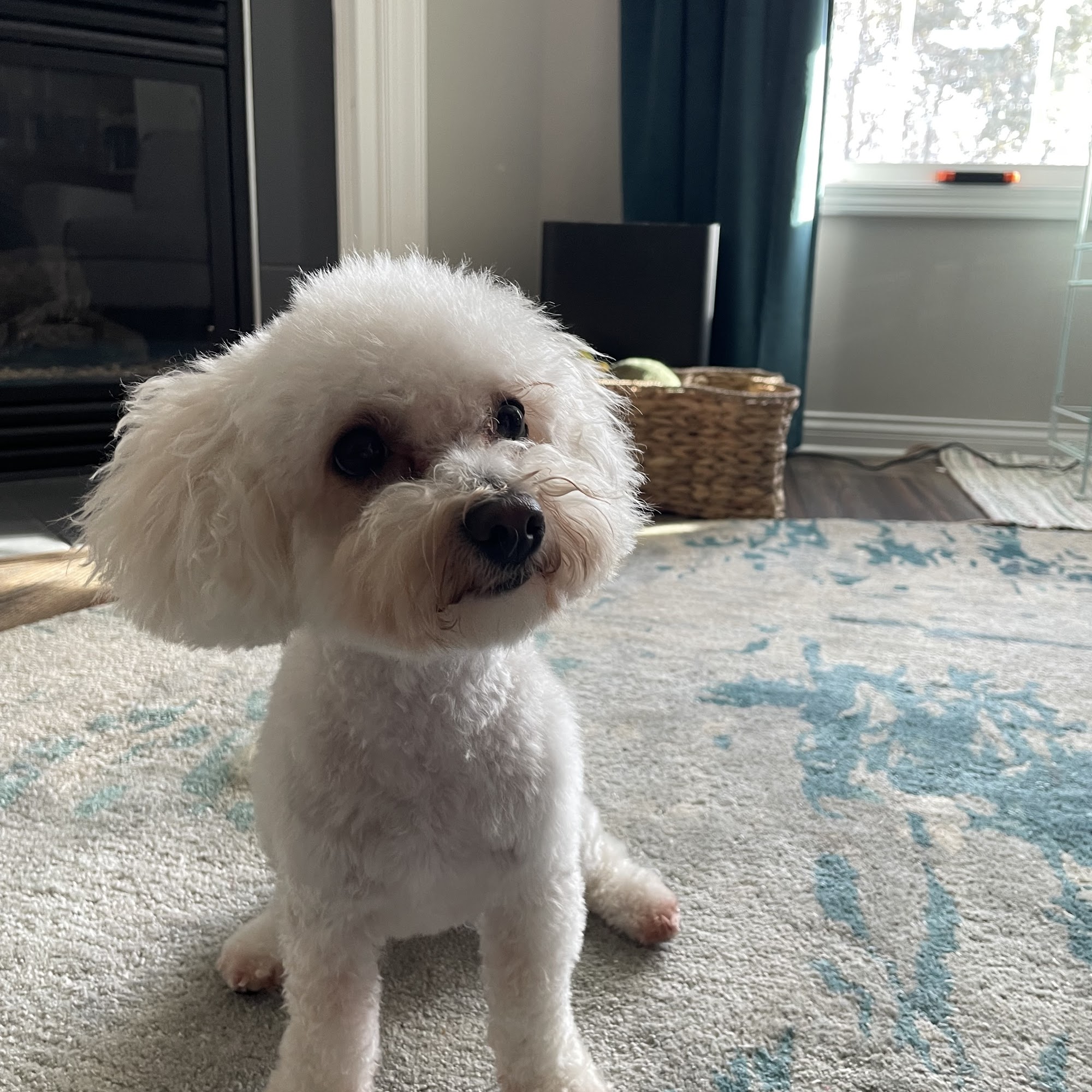 Bubbles & Paws Canine Grooming & Boarding Newburgh