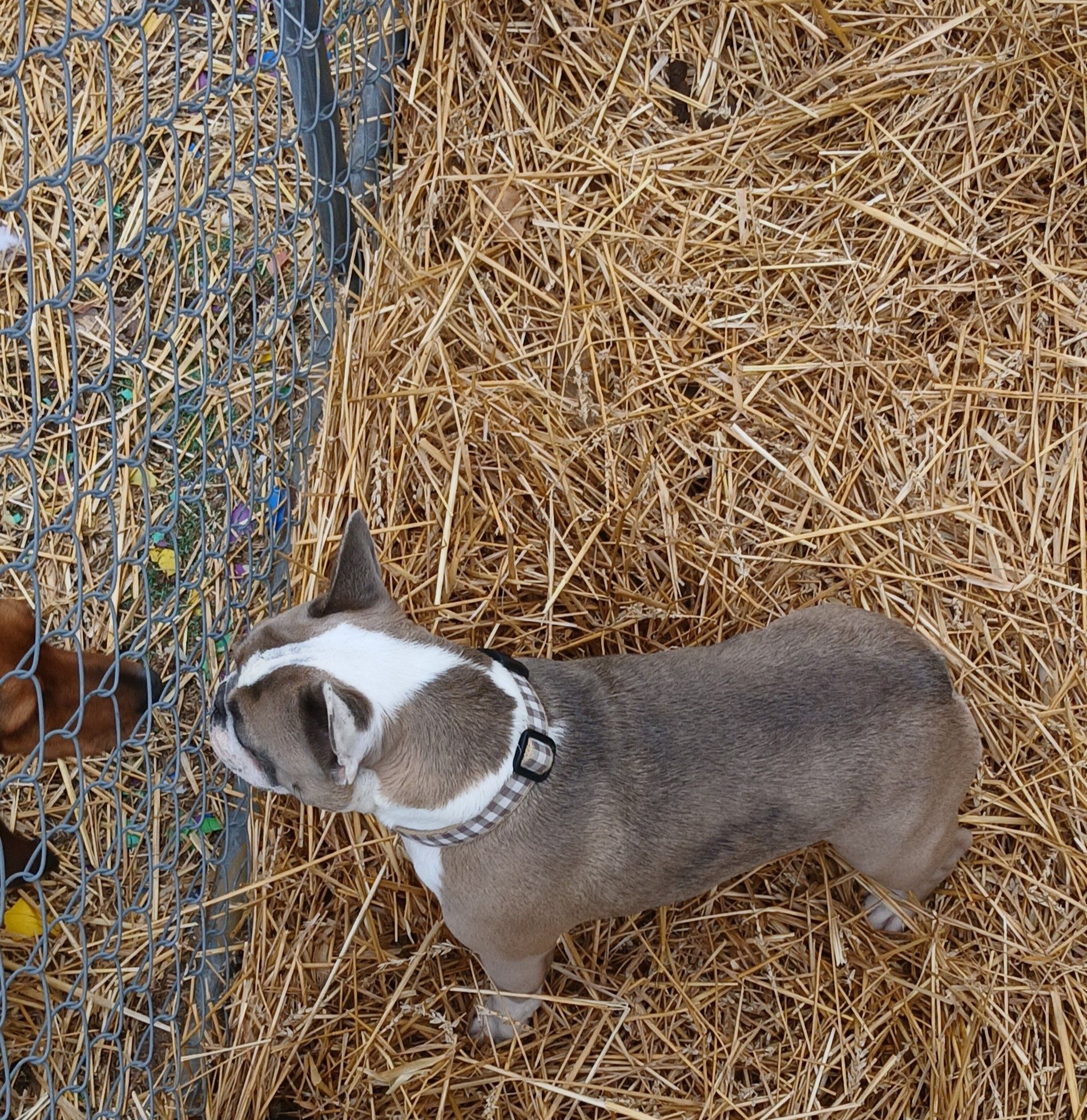 Bubbles & Paws Canine Grooming & Boarding Newburgh