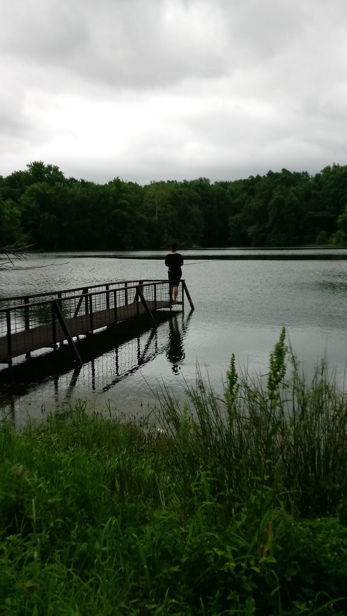 Busy Beaver Stump Removal