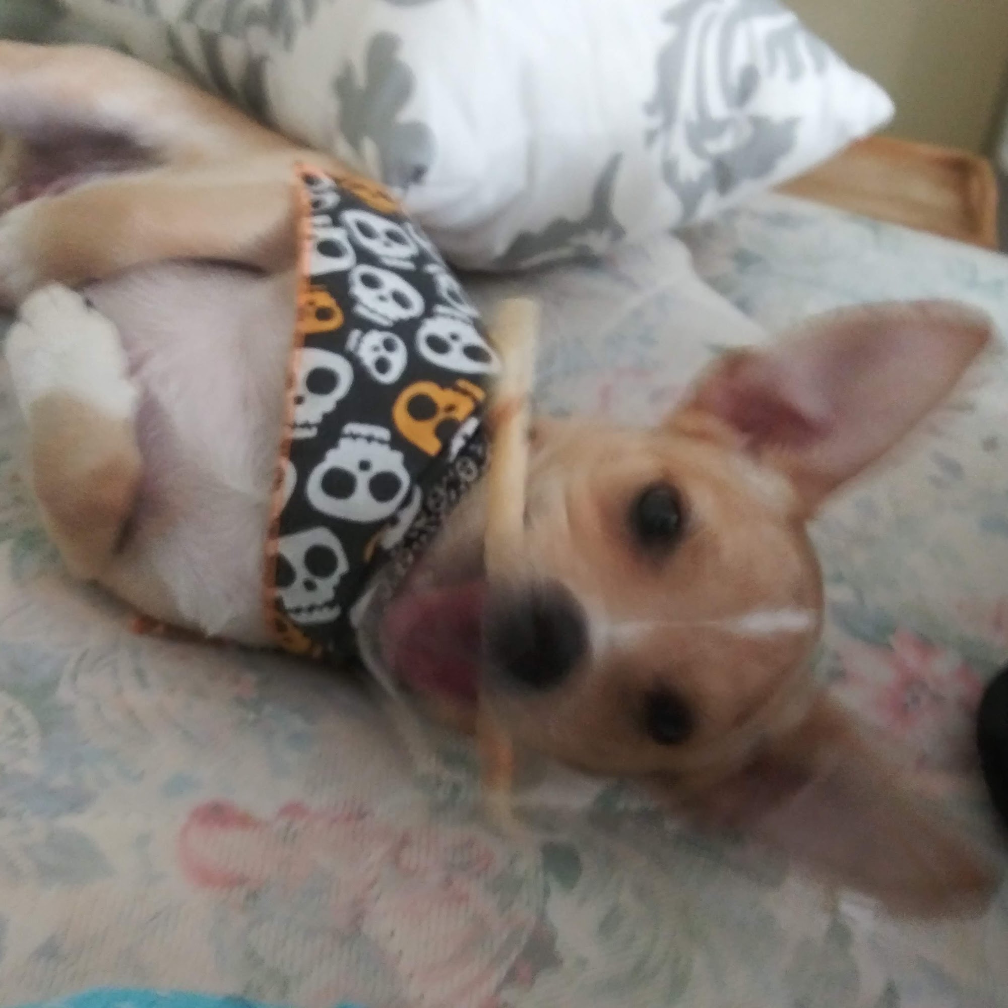 Low Cost Spay Neuter Clinic Noblesville