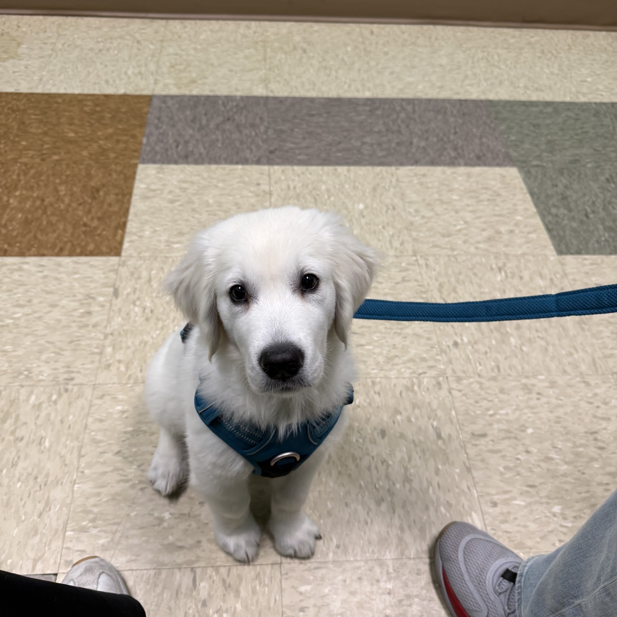 Noah's Animal Hospital North Noblesville