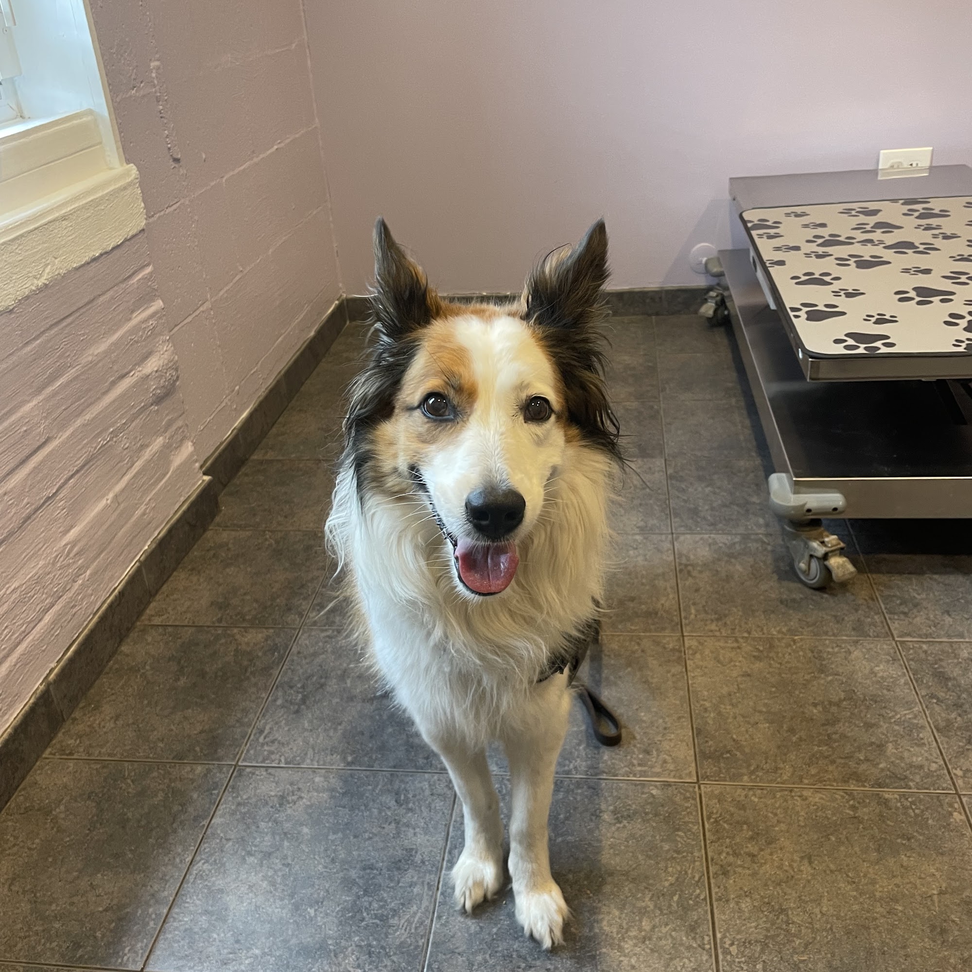 Herrmann Veterinary Clinic Noblesville