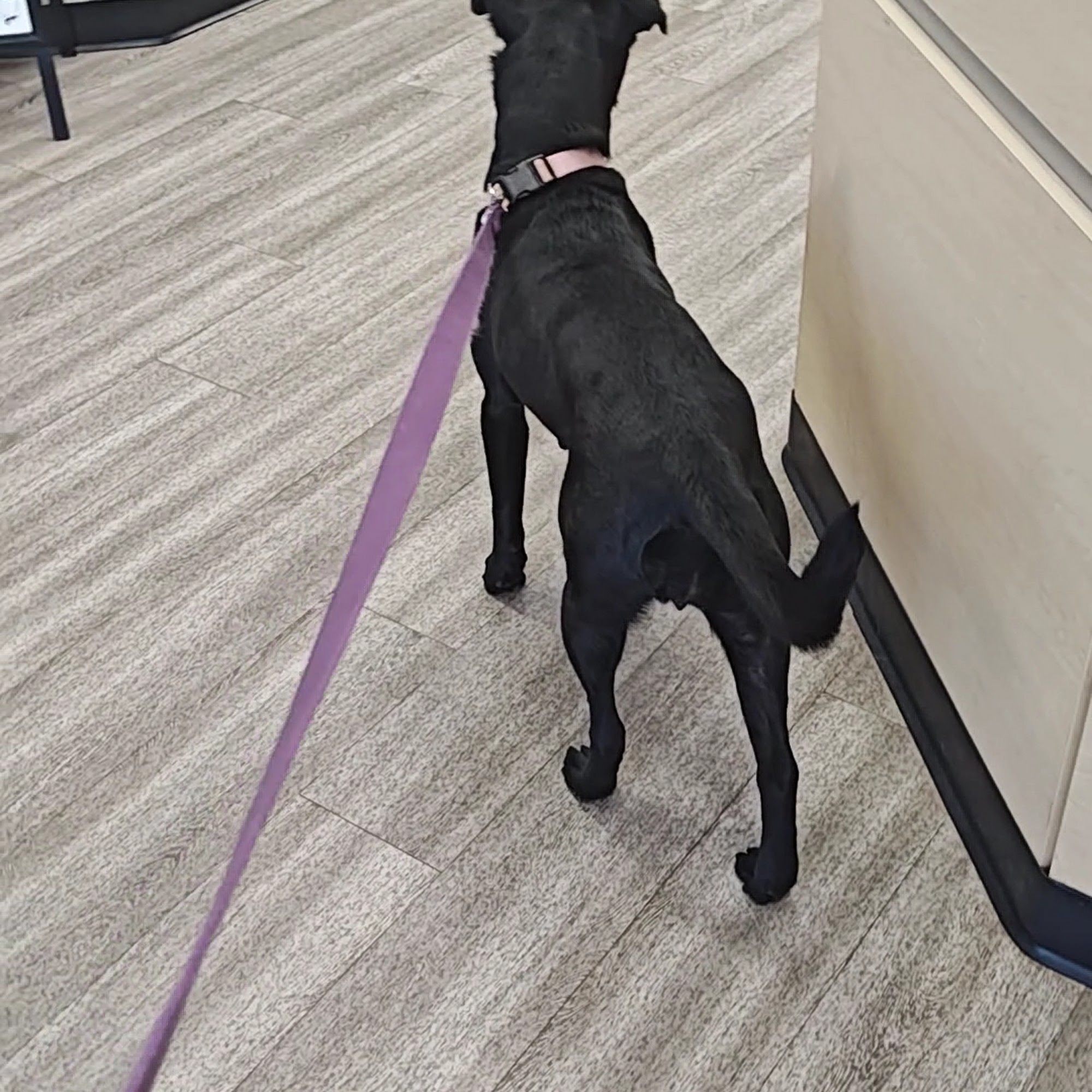 Noblesville Pet Wellness Clinic Noblesville