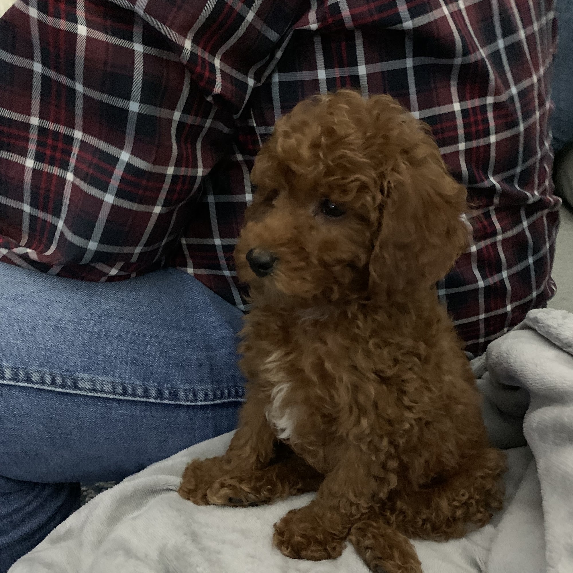 Well Pets Noblesville