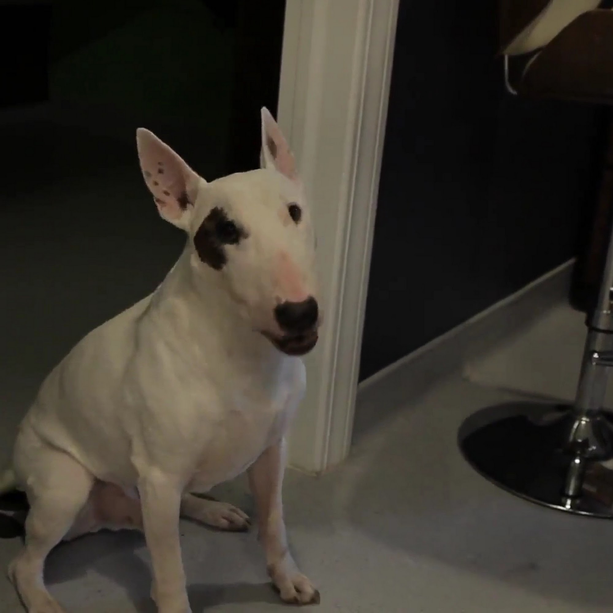 Noble West Animal Hospital Noblesville