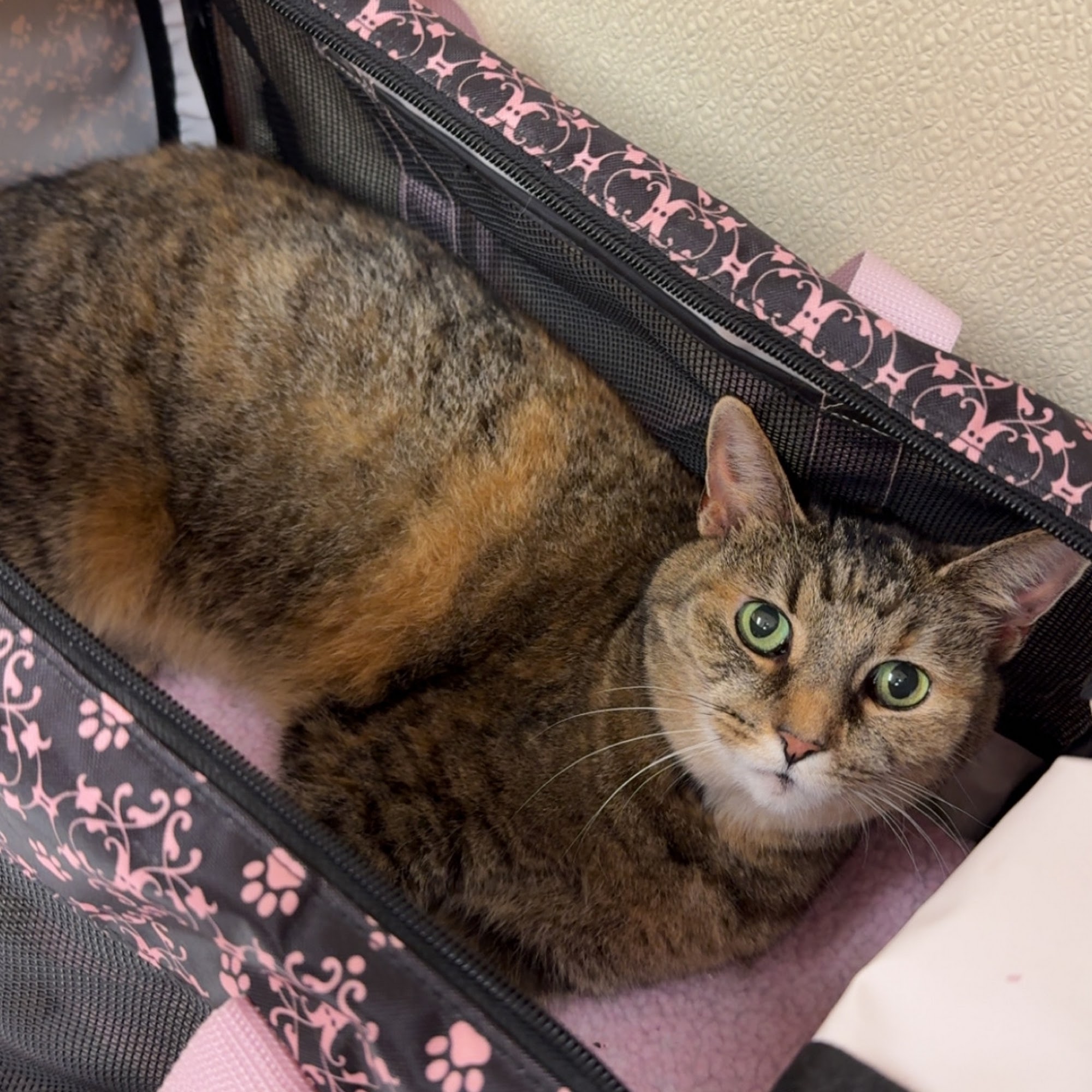 Jennings Veterinarians North Vernon