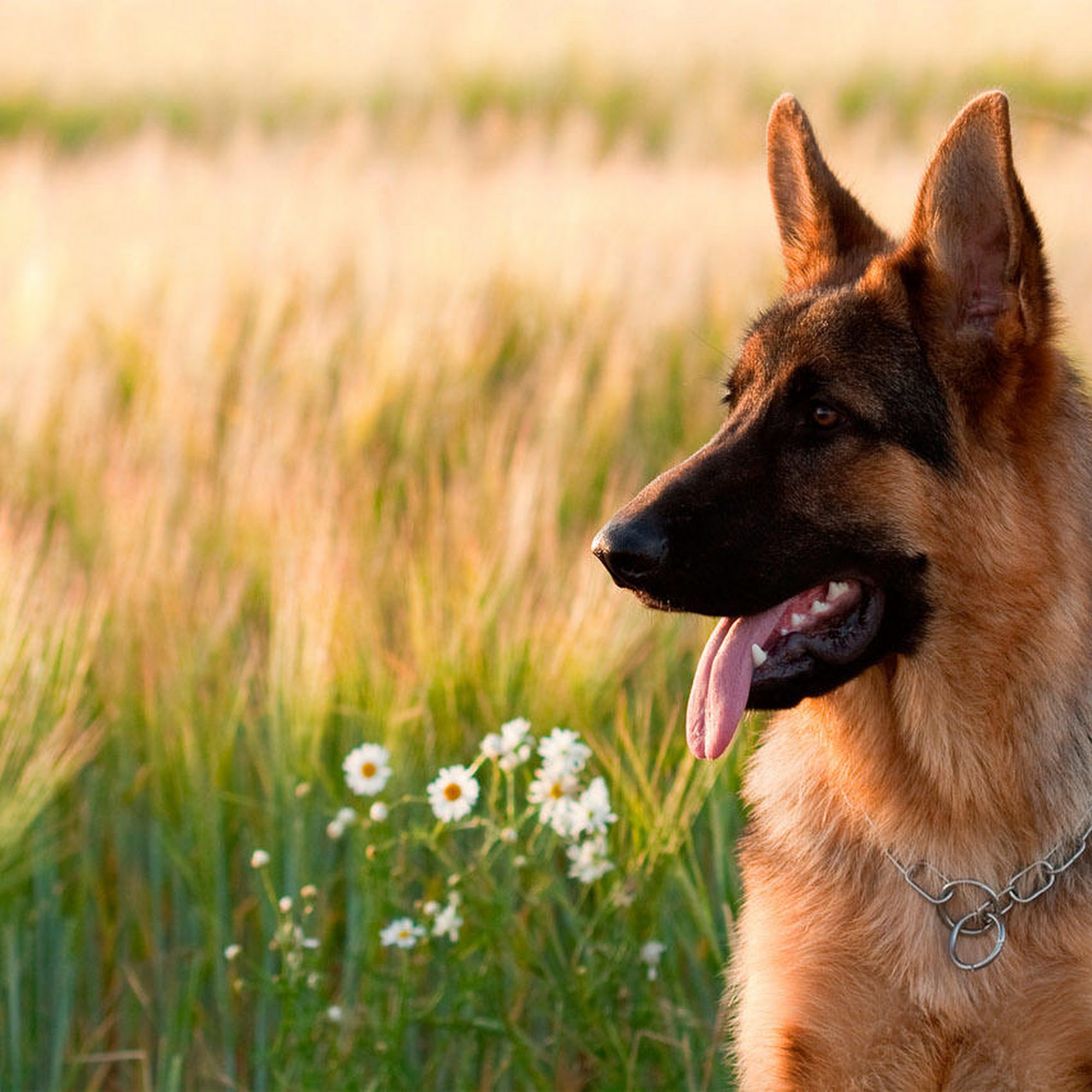 RLM Veterinary Services P.C. North Vernon