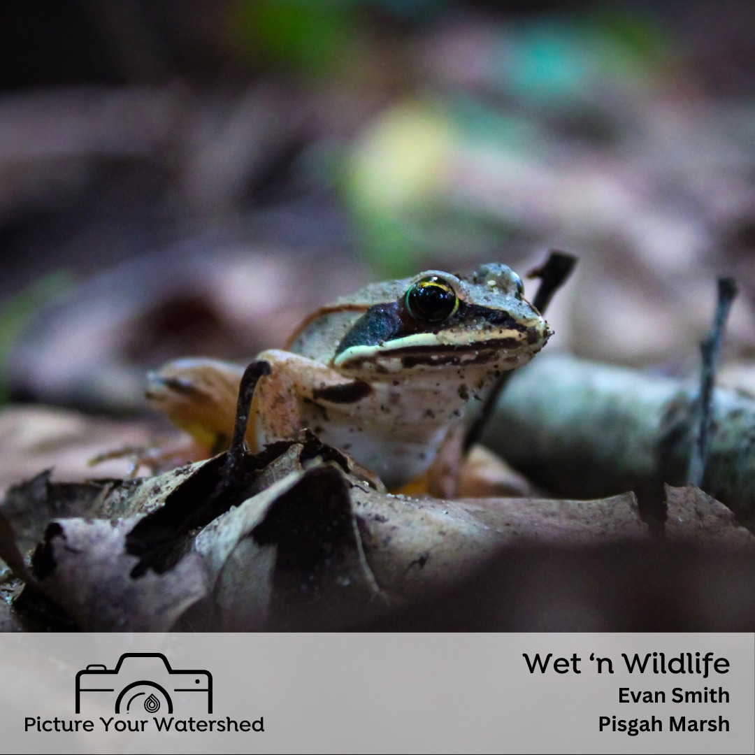 The Watershed Foundation
