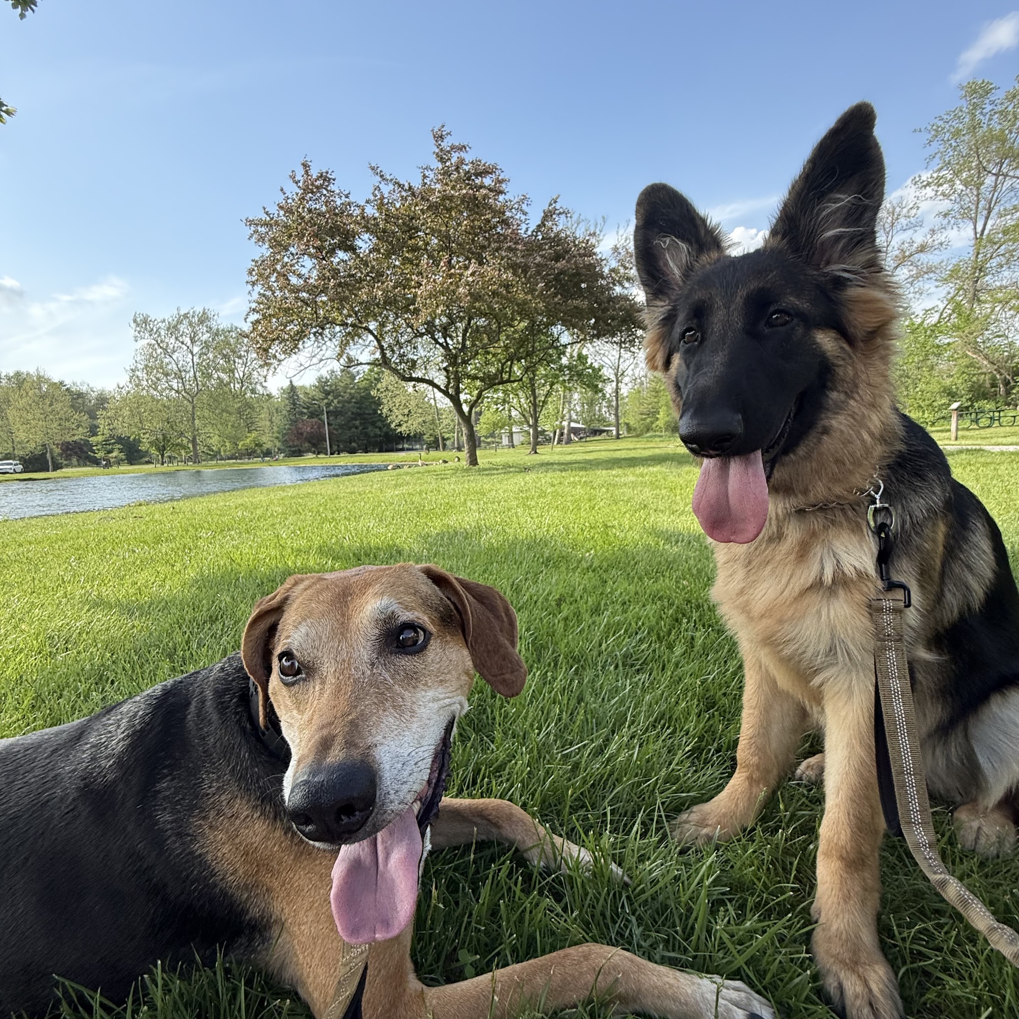 Special O.P.S. K-9 Academy Inc. 7534 IN-13, North Webster Indiana 46555