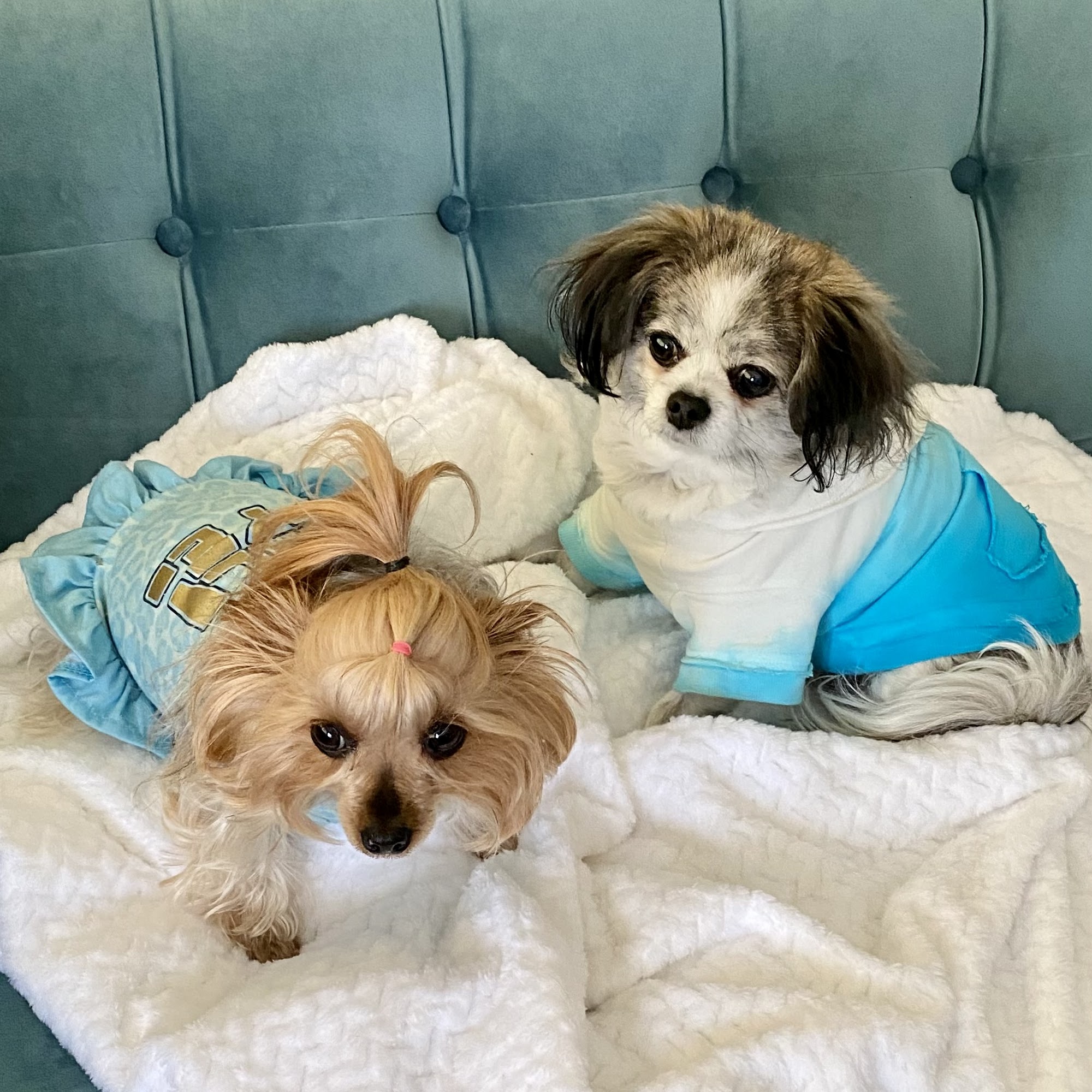 Royal Veterinary Service Odon