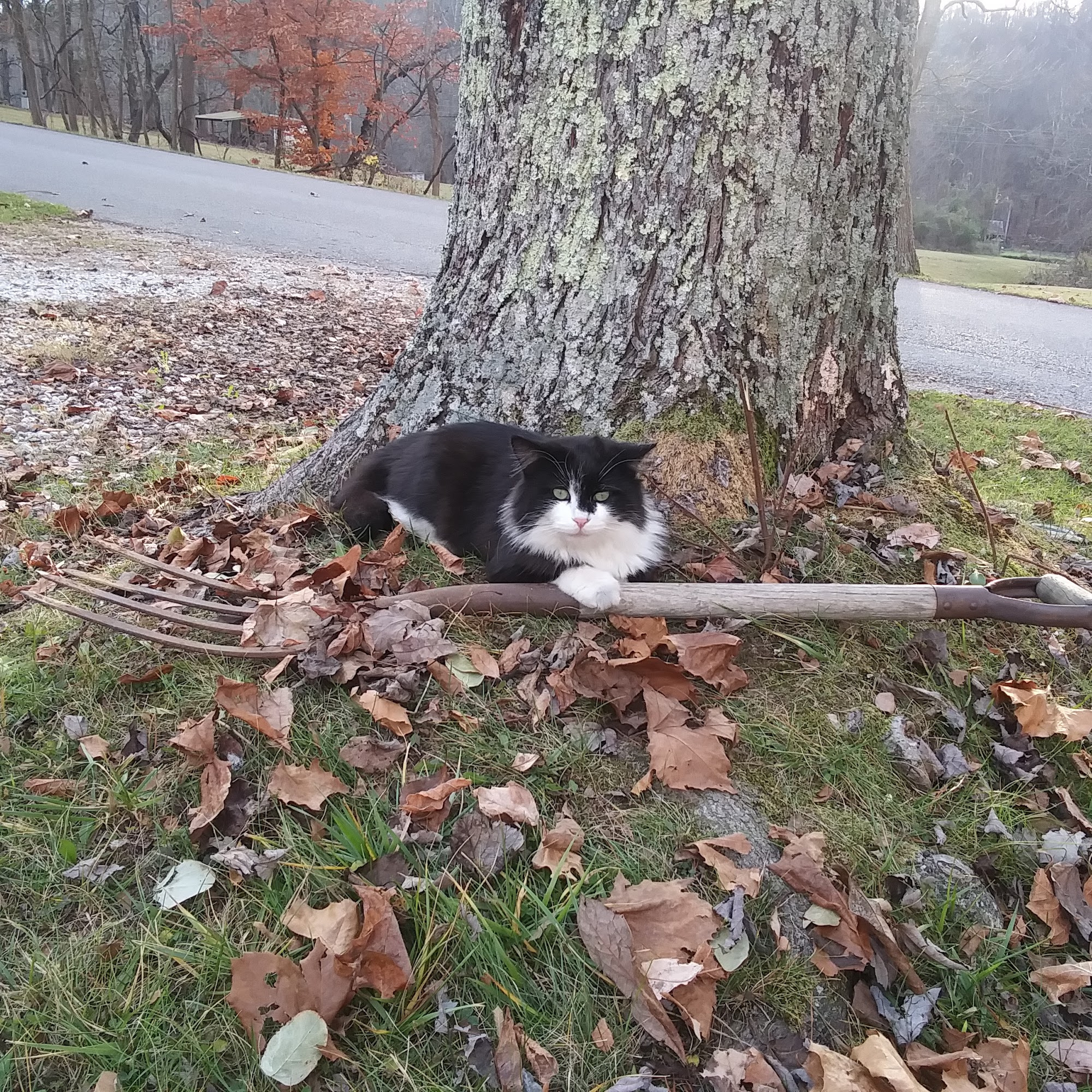 Odon Veterinary Clinic Inc Odon