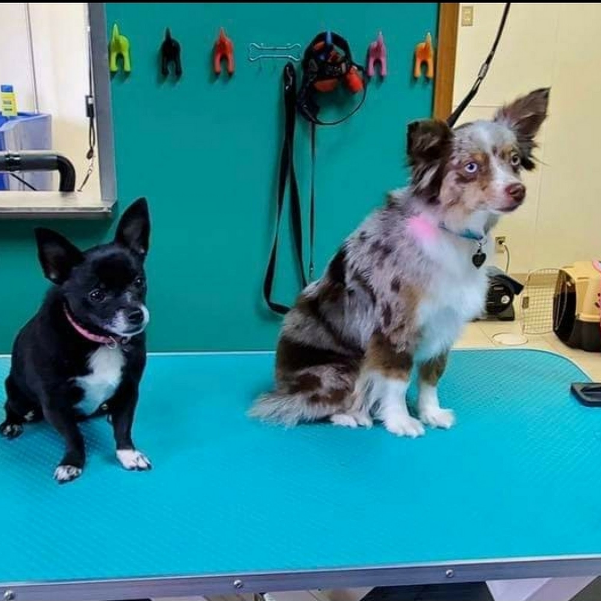 Best Friends Pet Grooming, Boarding, & Daycare Ossian