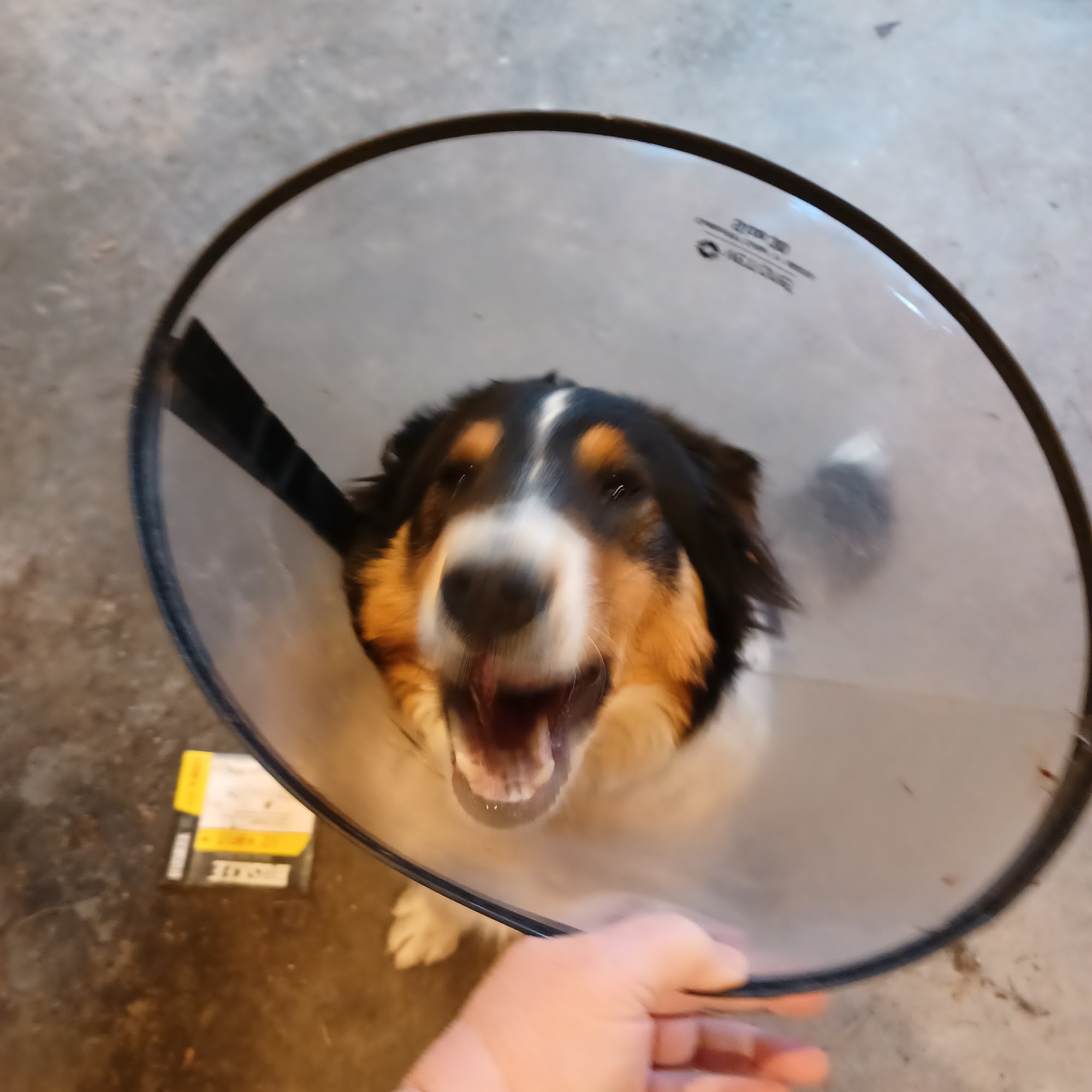 Orange County Animal Clinic Paoli