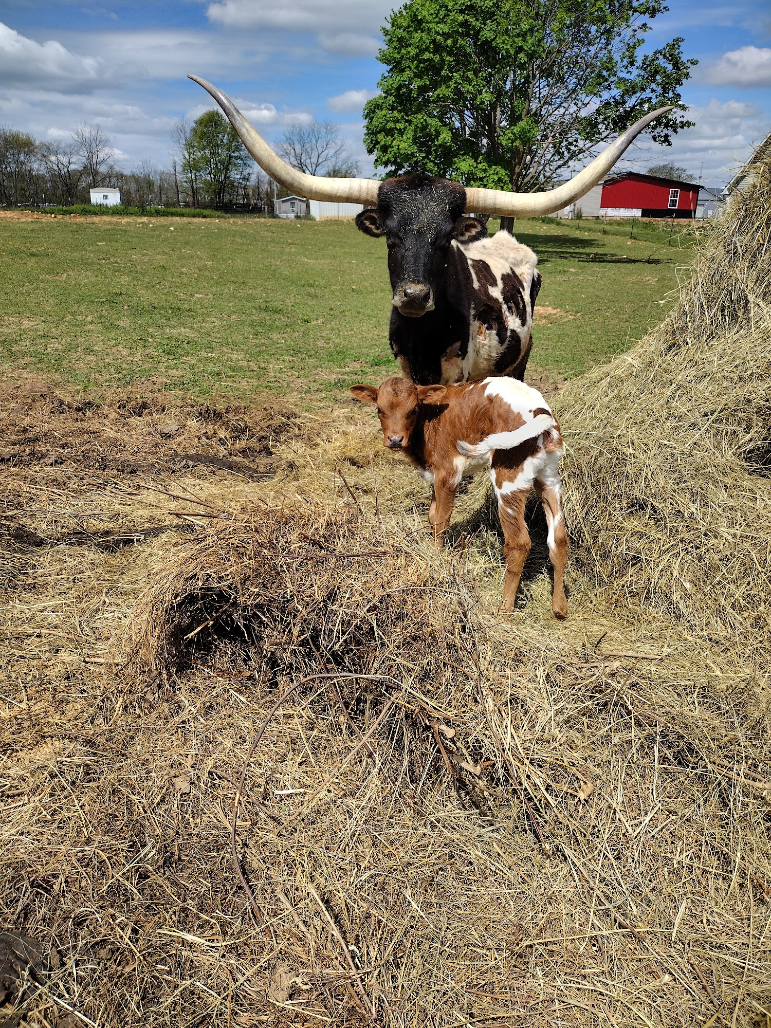 Orange County Animal Clinic Paoli