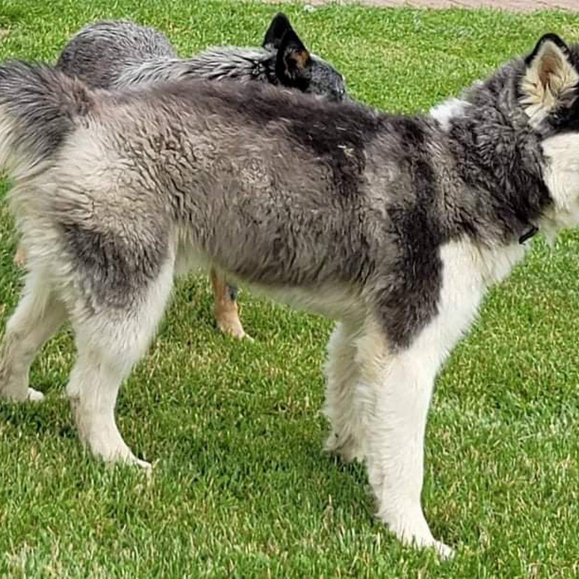 Orange County Humane Society Paoli