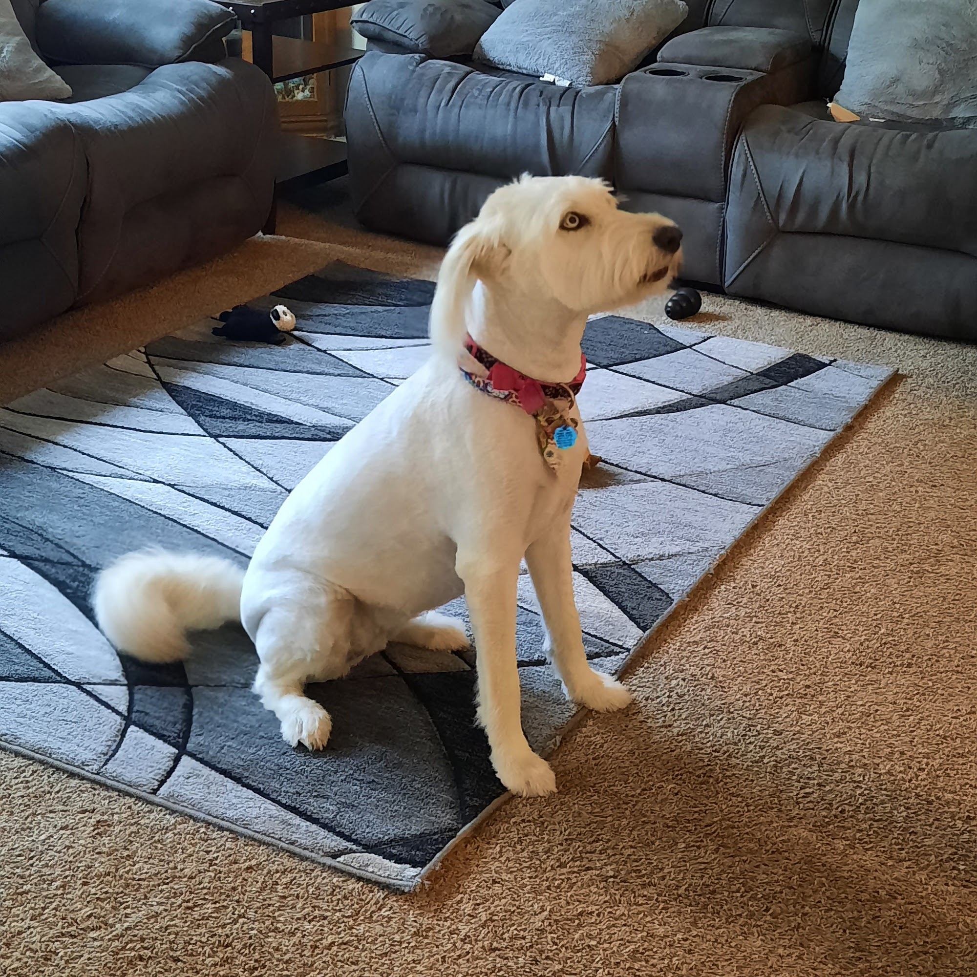 Julie's Wags & Whiskers Paoli