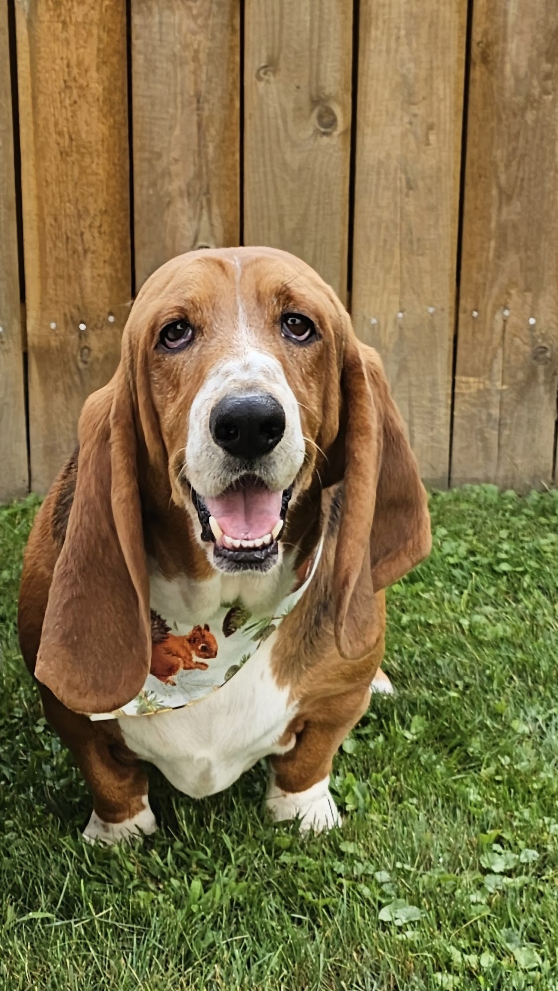 Steve's Bassets Petersburg