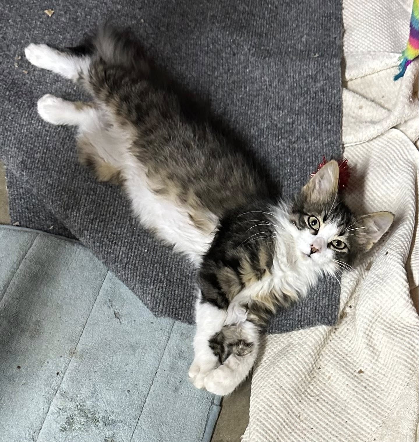 Bed Bath & Biscuits Plainfield