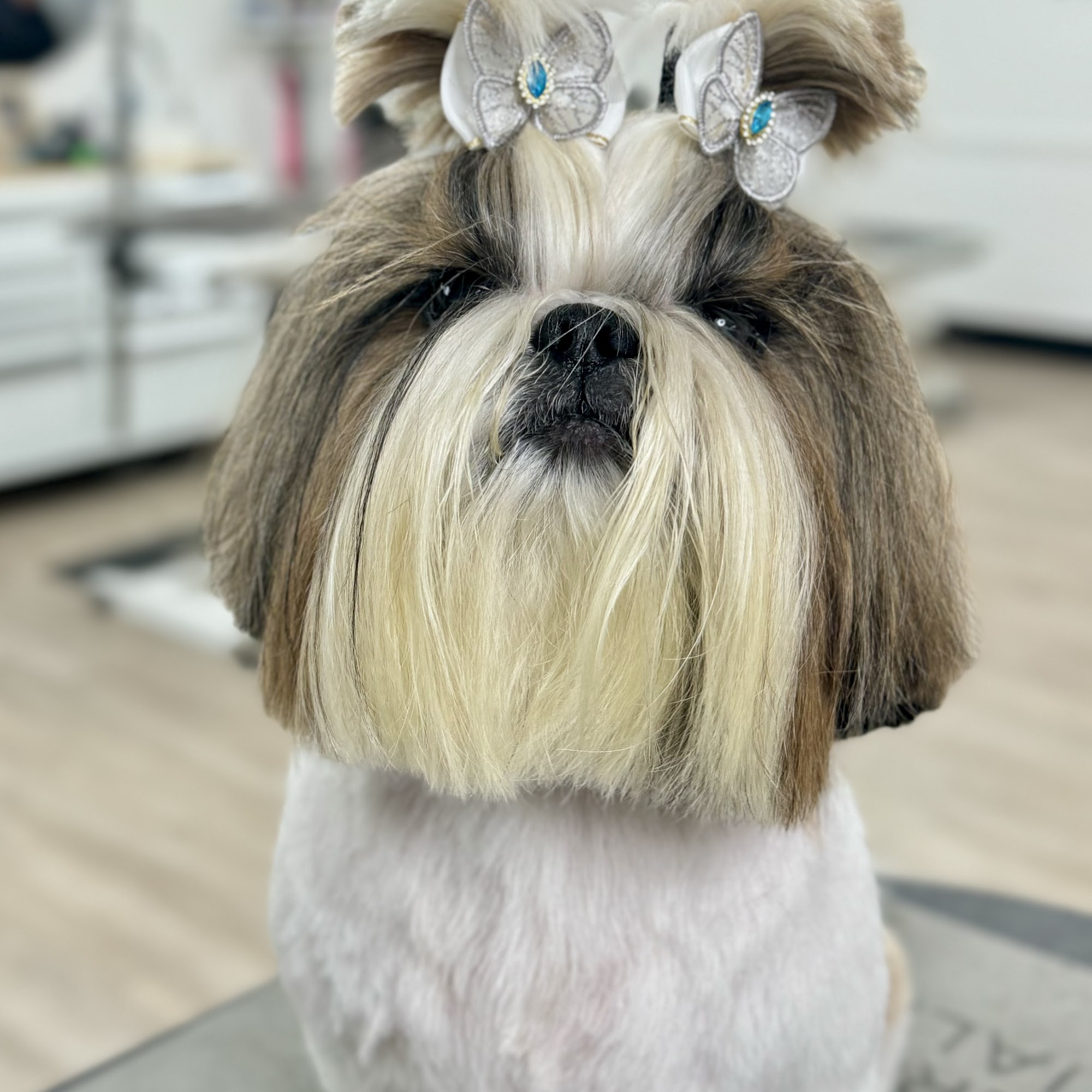 Lotus Pet Spa Plainfield