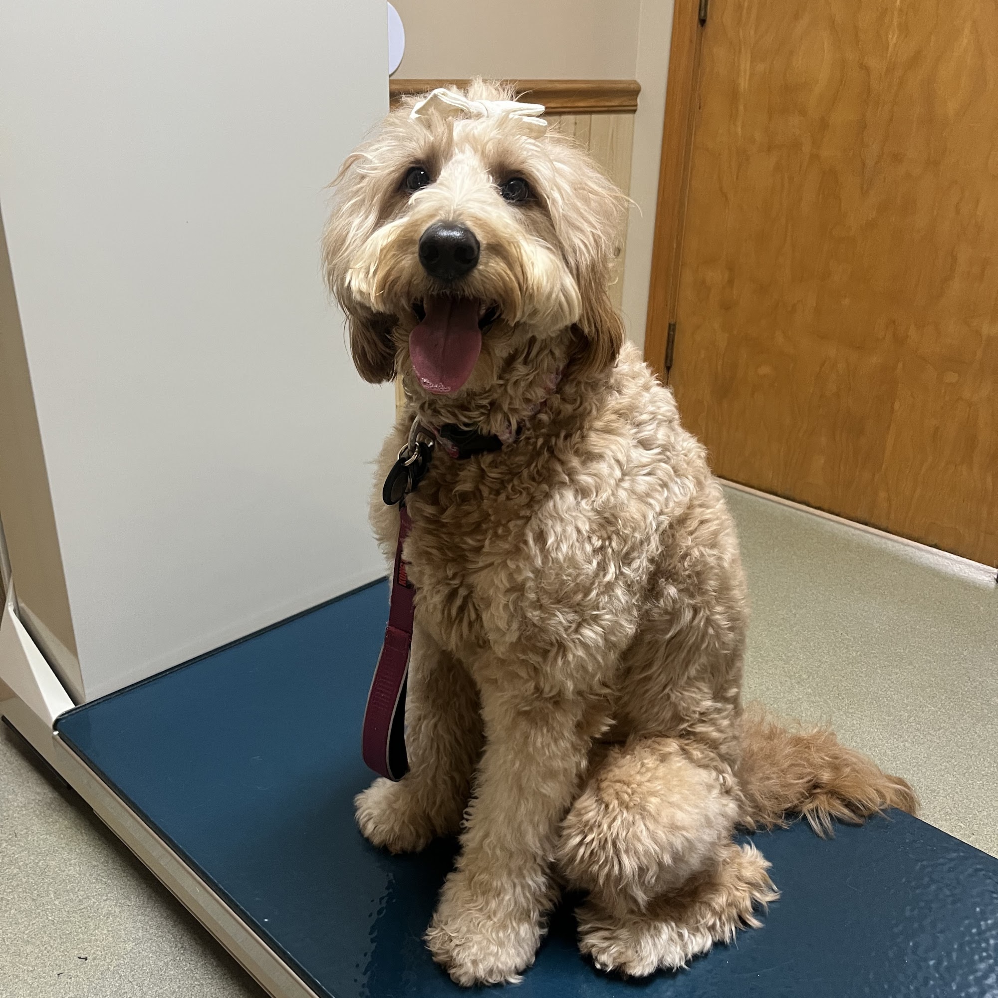 Seven Oaks Veterinary Clinic Plymouth