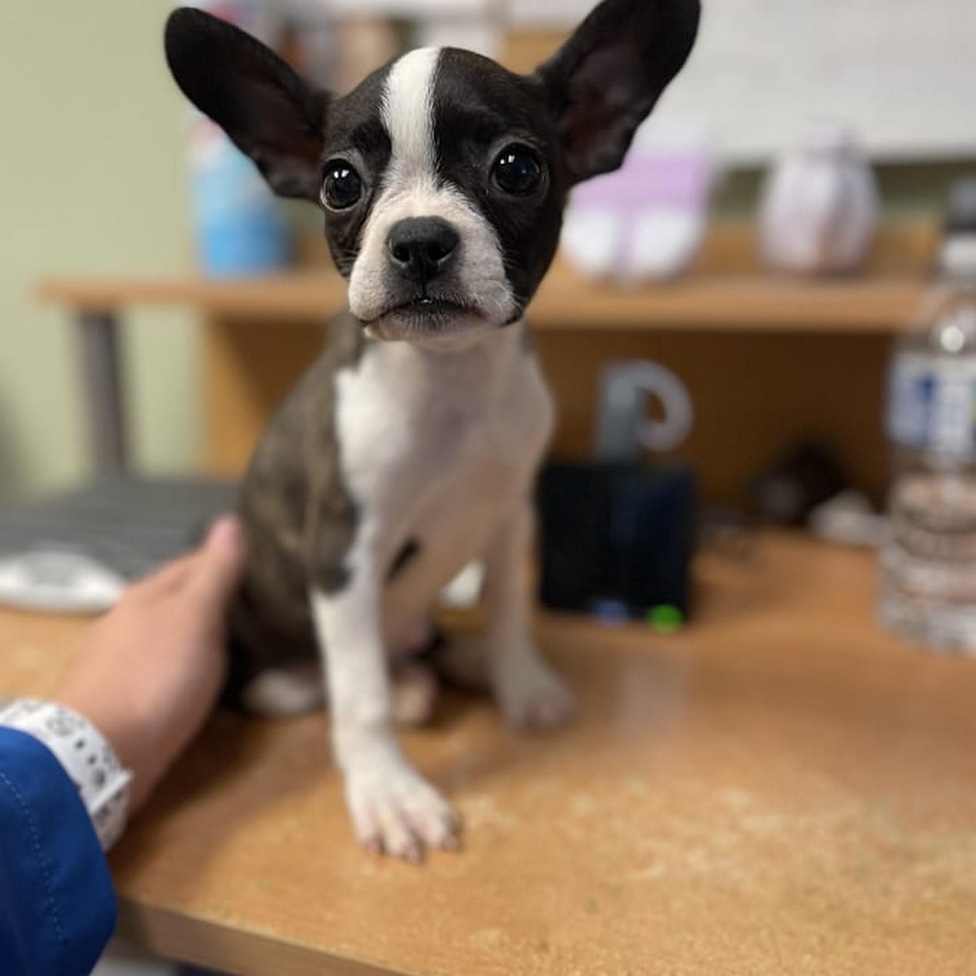 Parrett Veterinary Clinic Plymouth