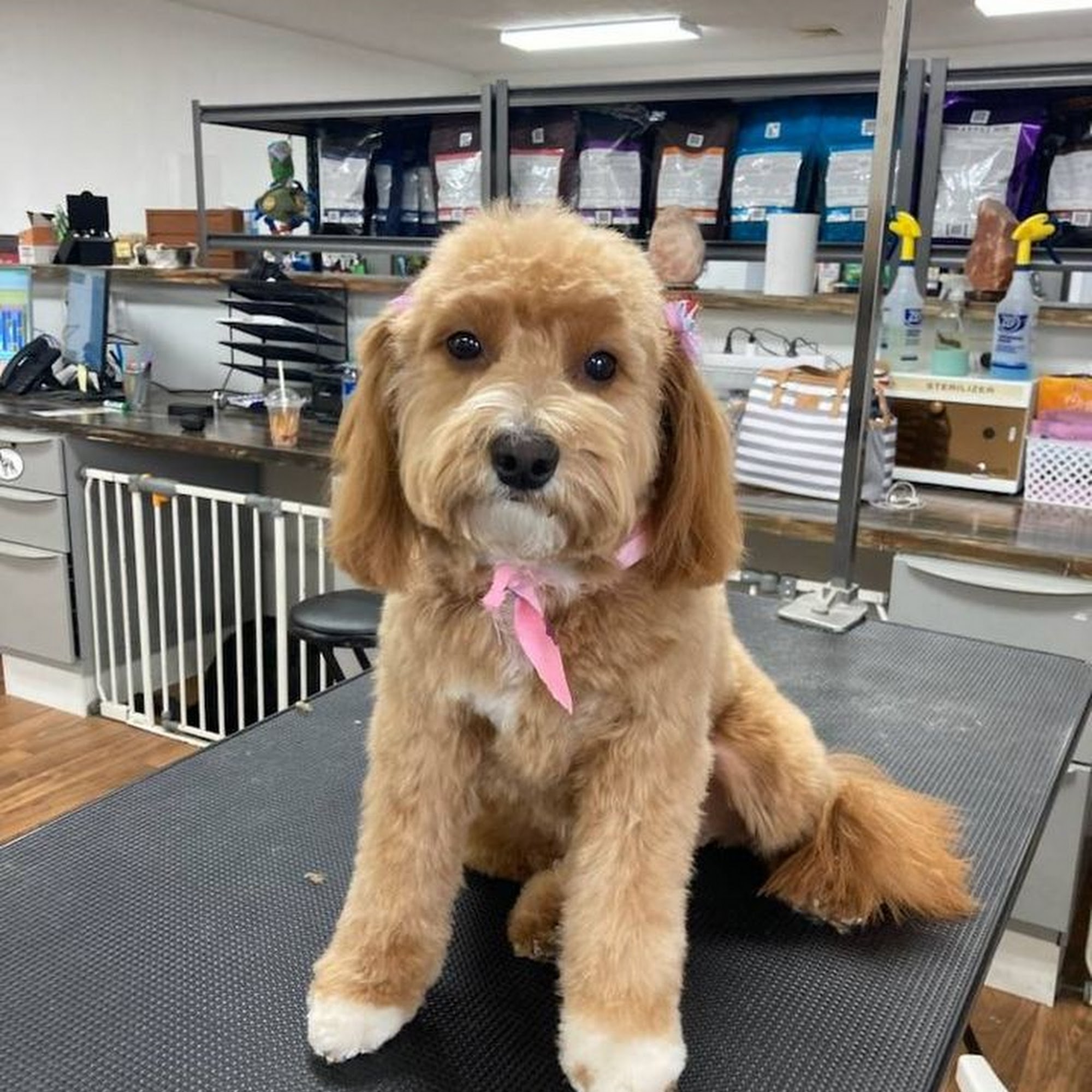 Smoochie Pooch Plymouth