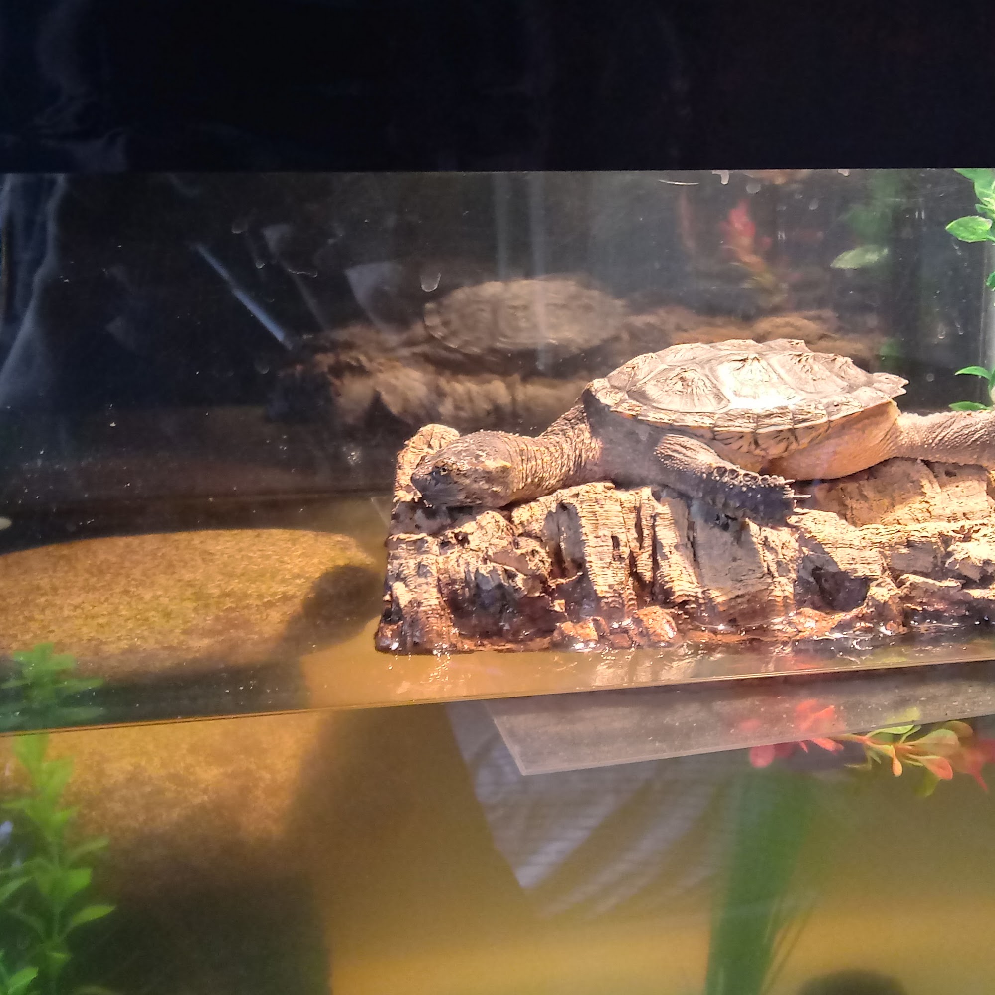 Petco Portage