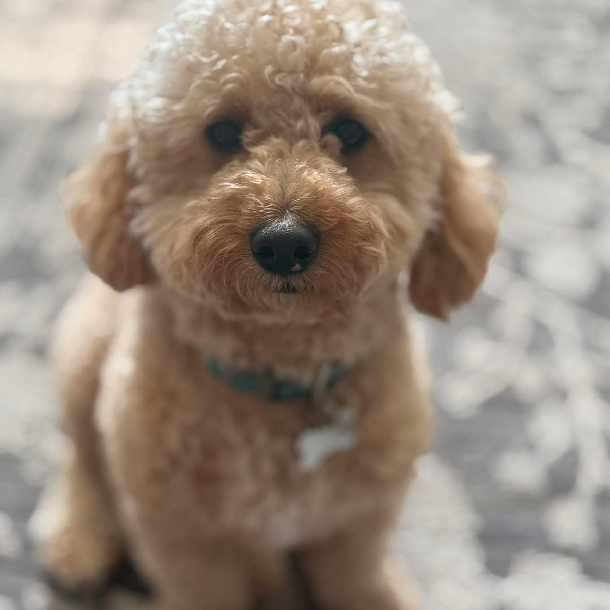 Coyne Veterinary Center - Portage Portage