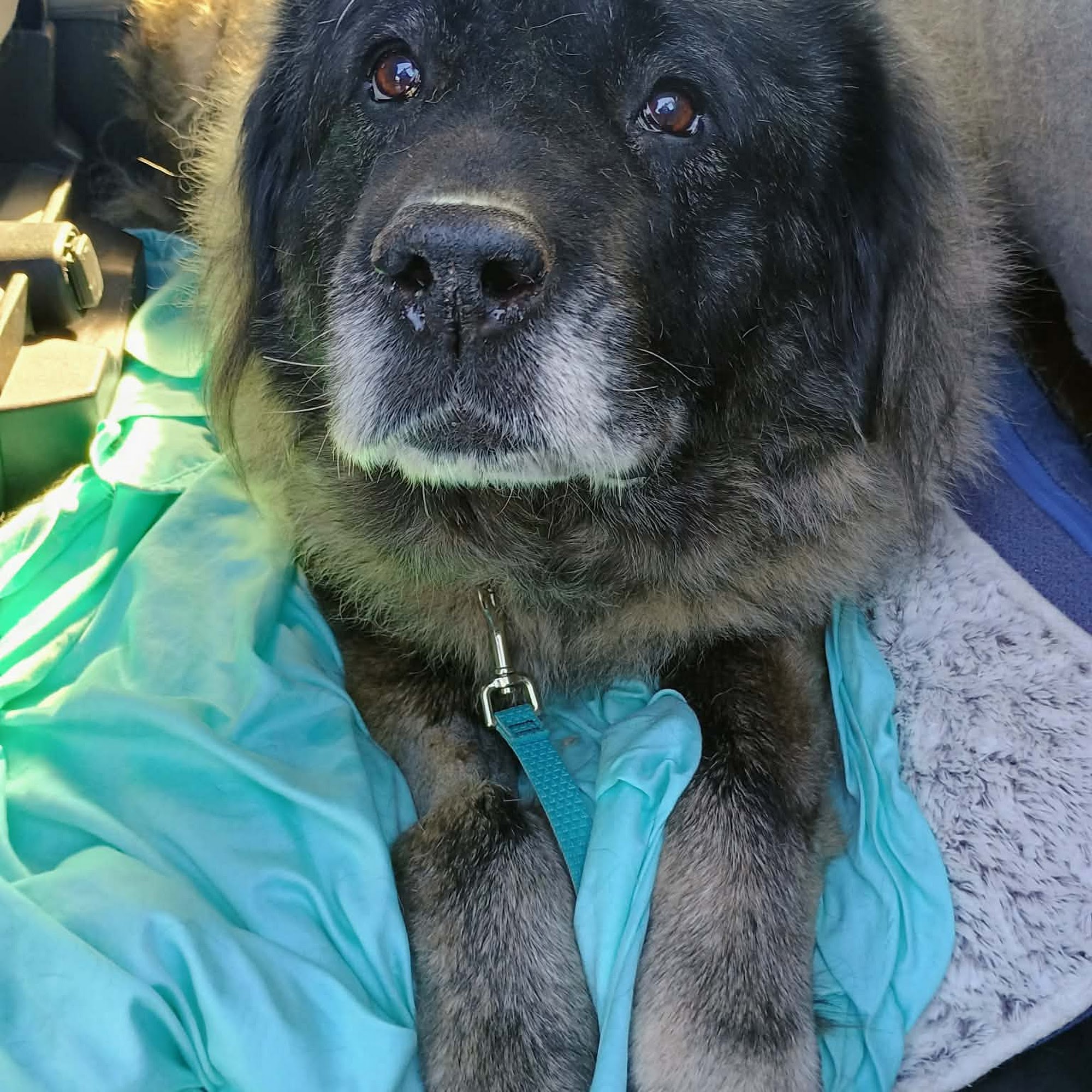 Princeton Veterinary Hospital Princeton